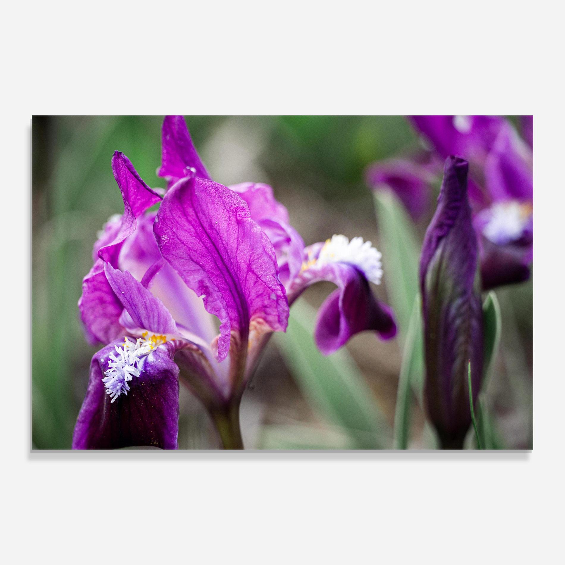 Glasbild Dark Pink Iris mockup 0