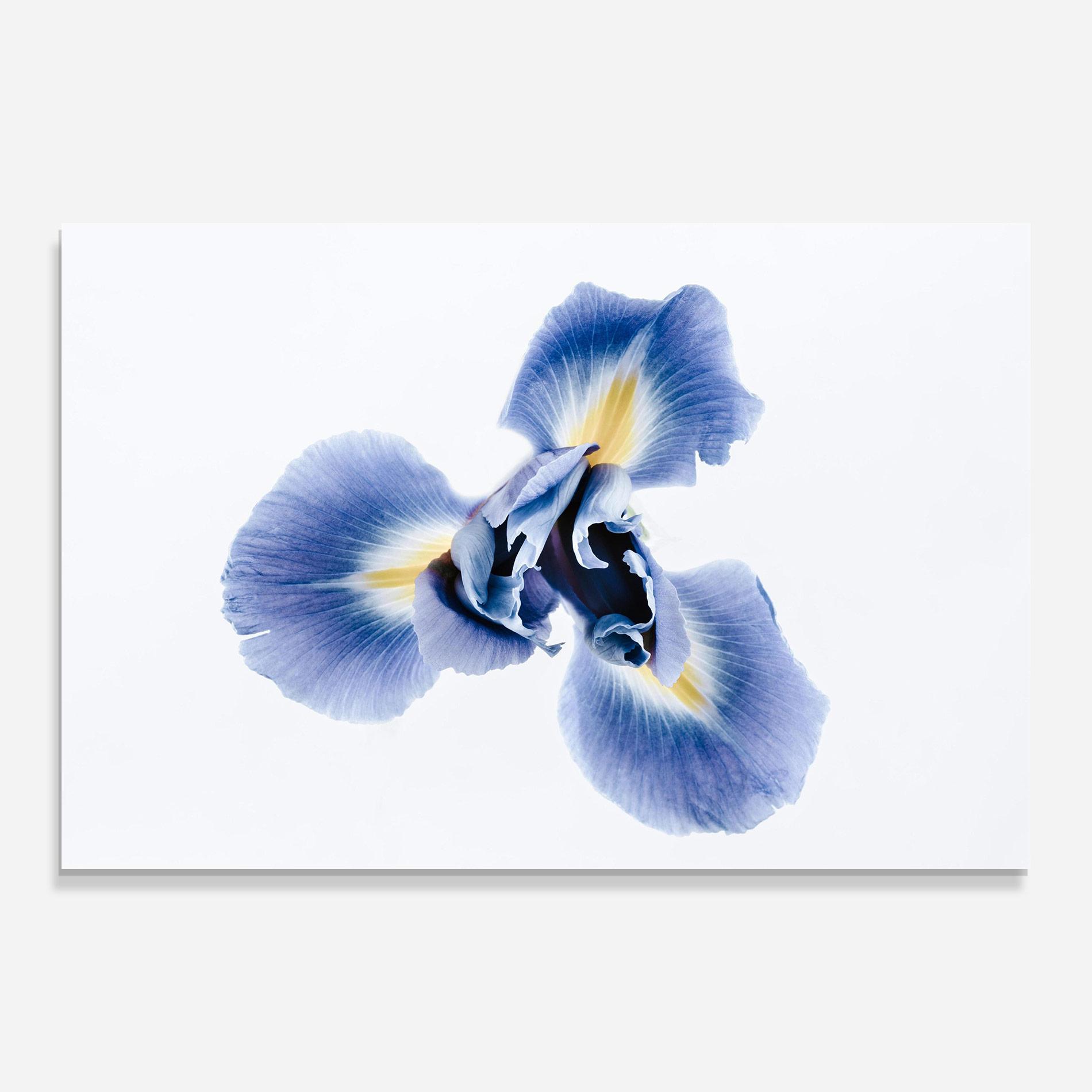 Glasbild Iris Flower mockup 0