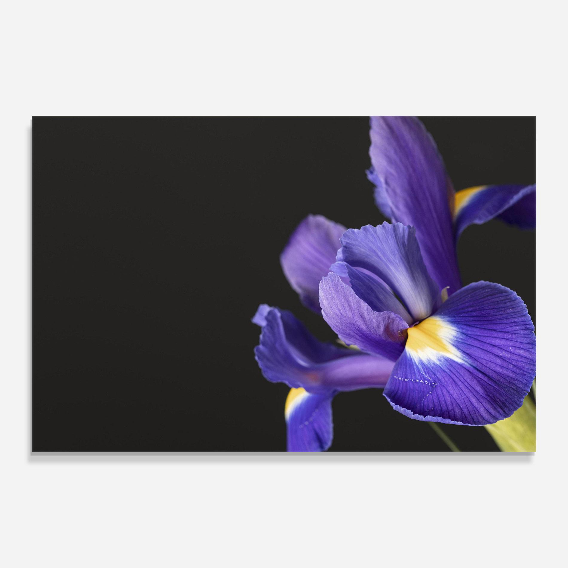 Glasbild Iris On Black mockup 0