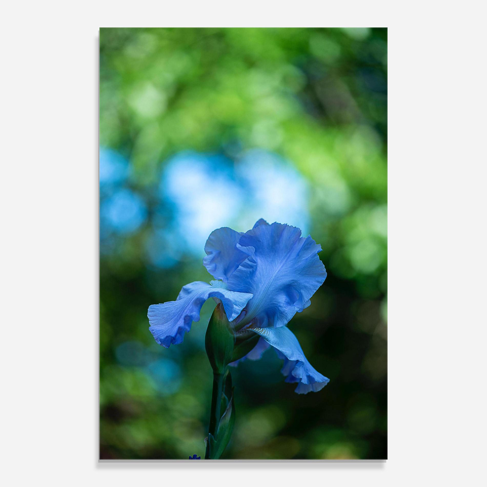 Glasbild Blue Iris In The Garden mockup 0