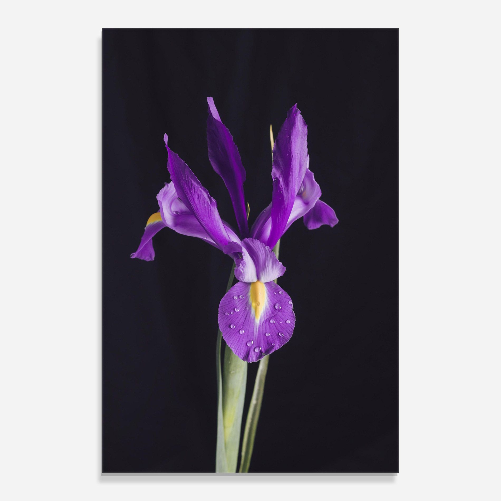 Fresh Purple Iris mockup 0