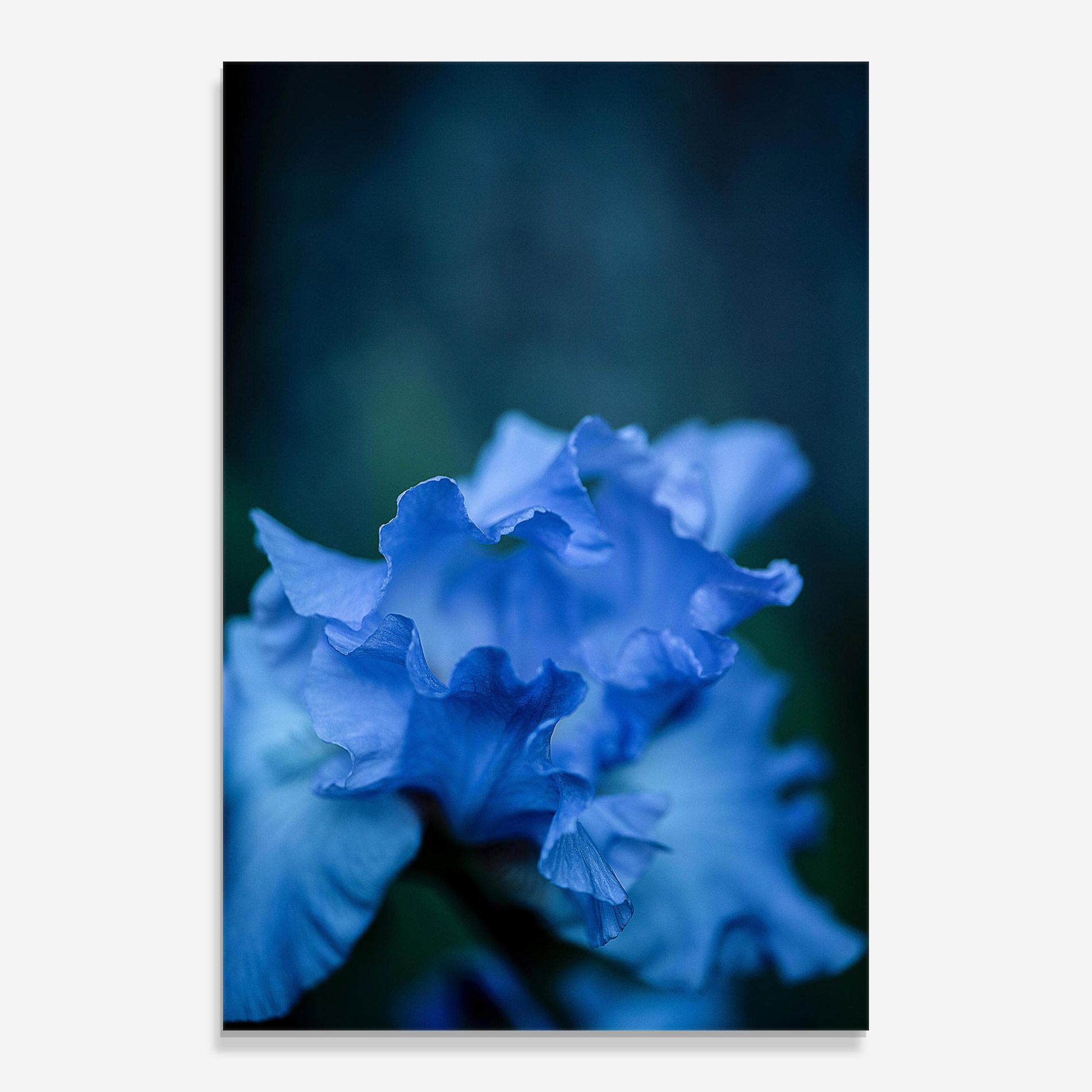 Ocean Blue Iris mockup 0