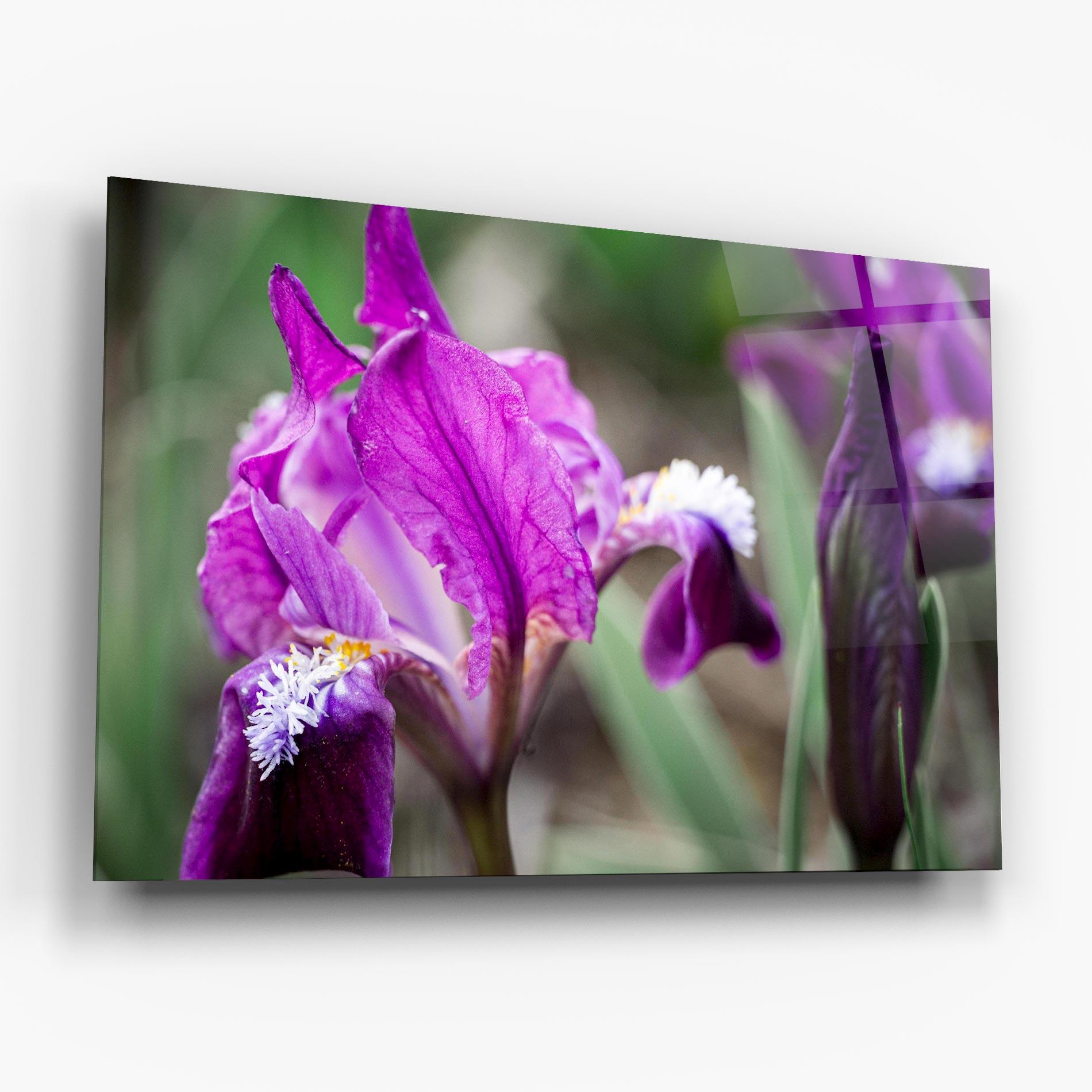 Glasbild Dark Pink Iris mockup 6