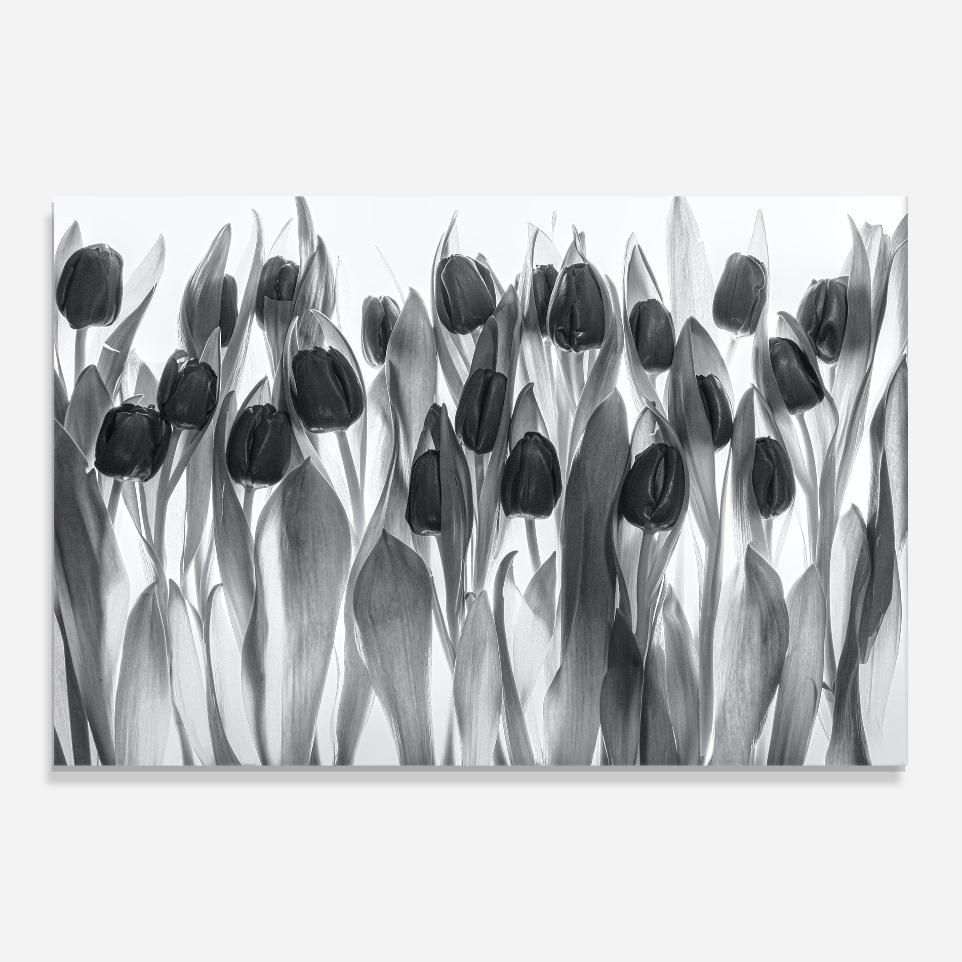 Grey Tulips mockup 0