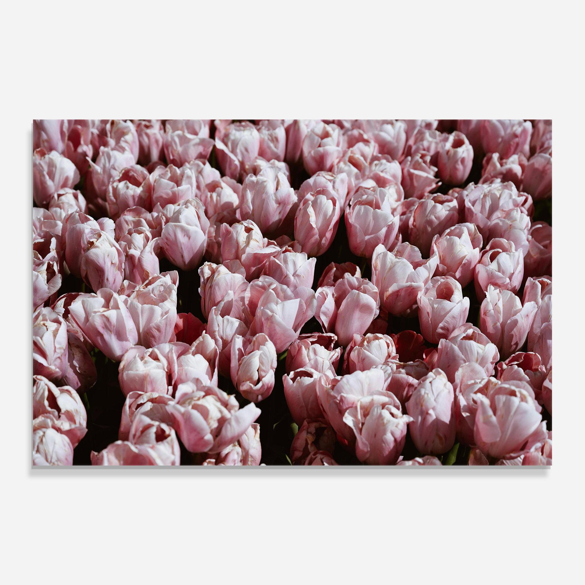 Glasbild Pastel Pink Tulips Wall mockup 0