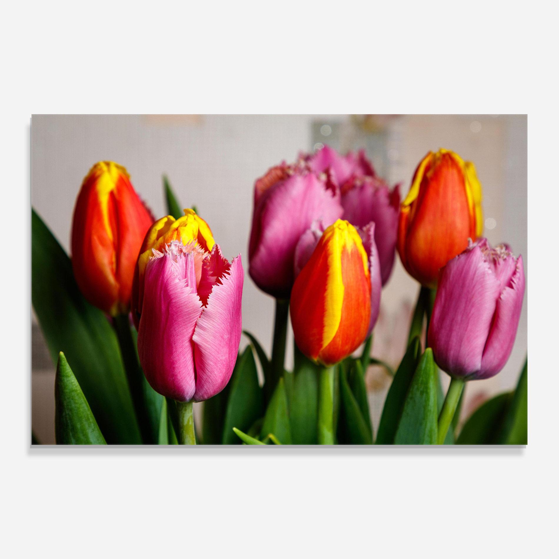 Glasbild Pink Orange Tulips mockup 0