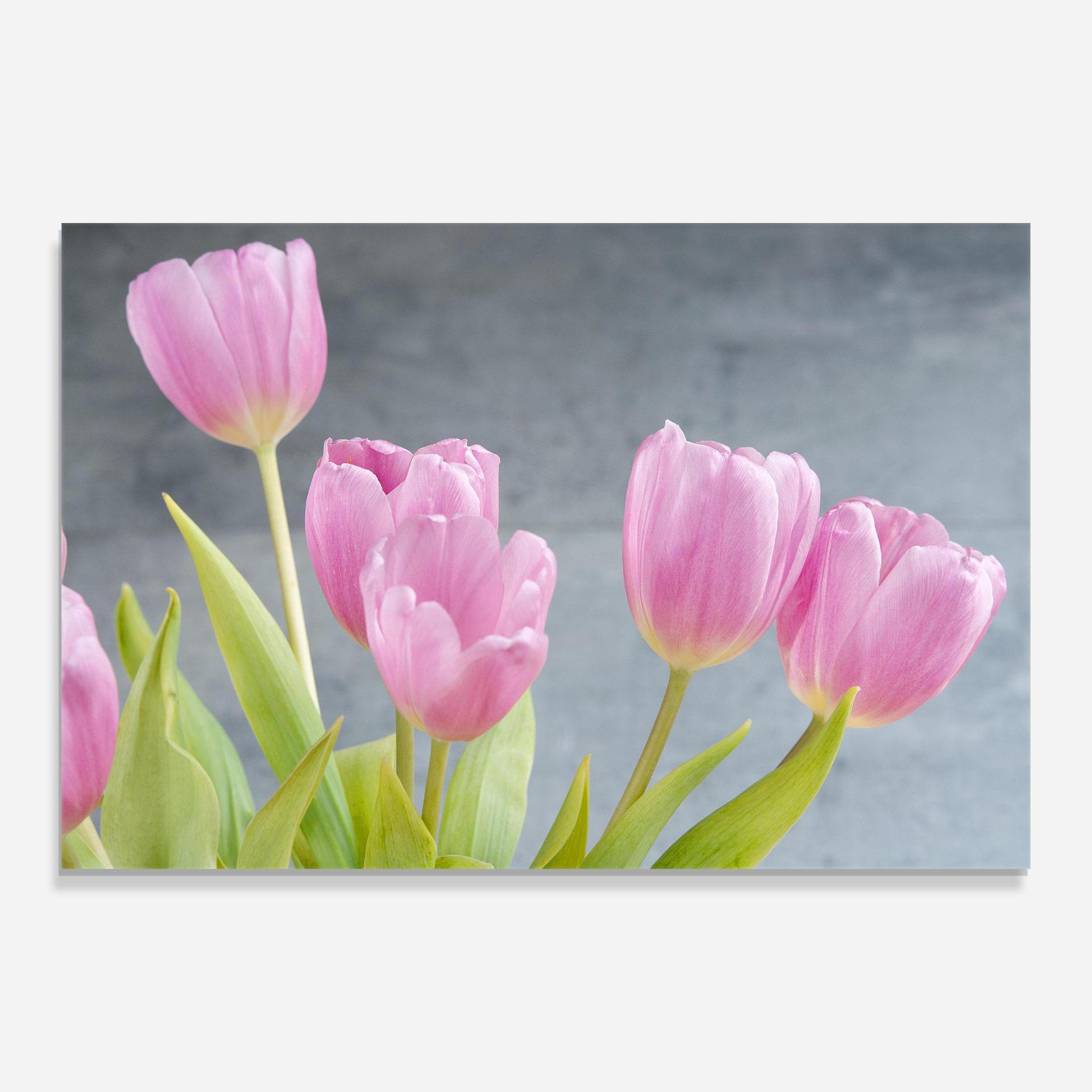 Glasbild Pink Pastel Tulip On Grey mockup 0