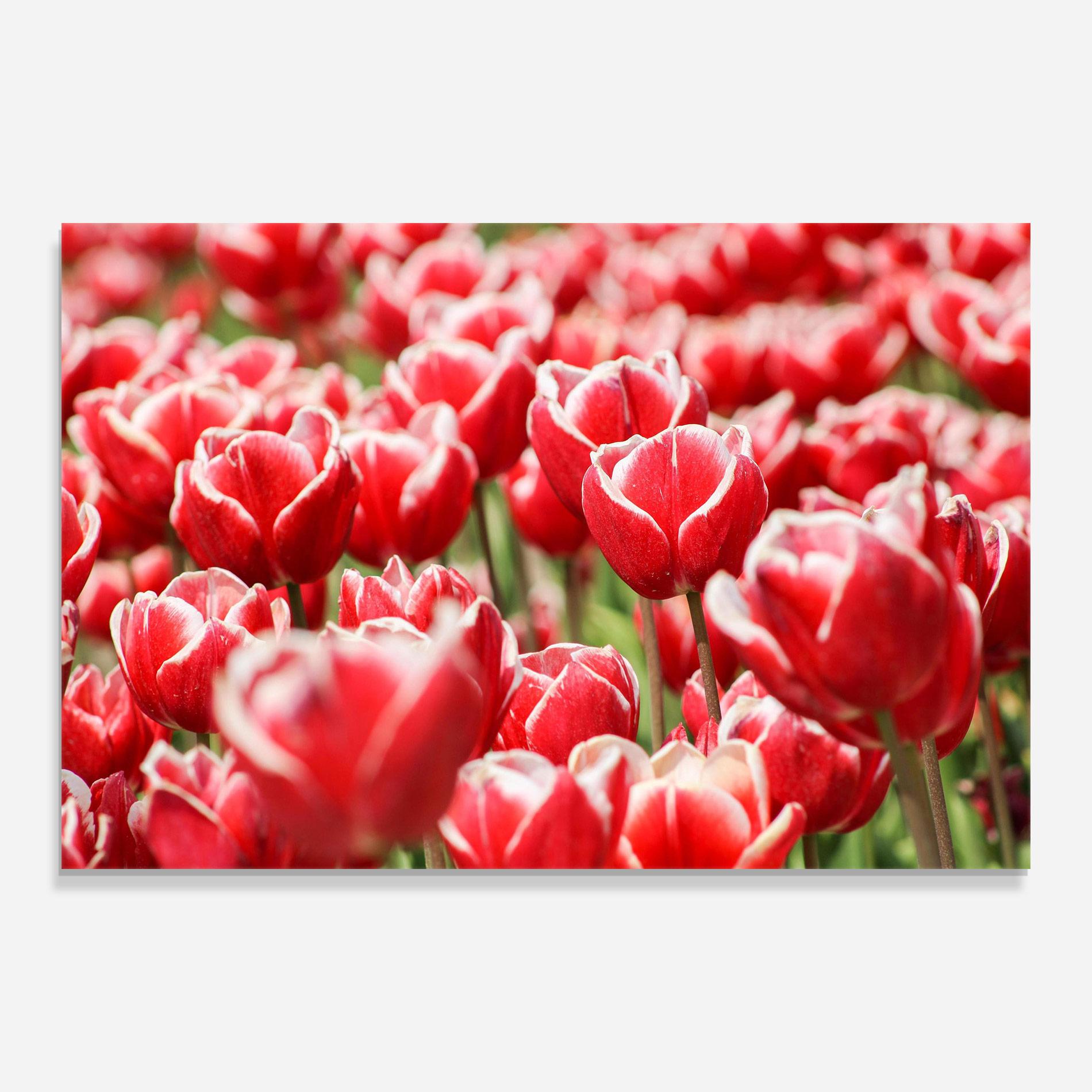 Glasbild Red White Tulips mockup 0
