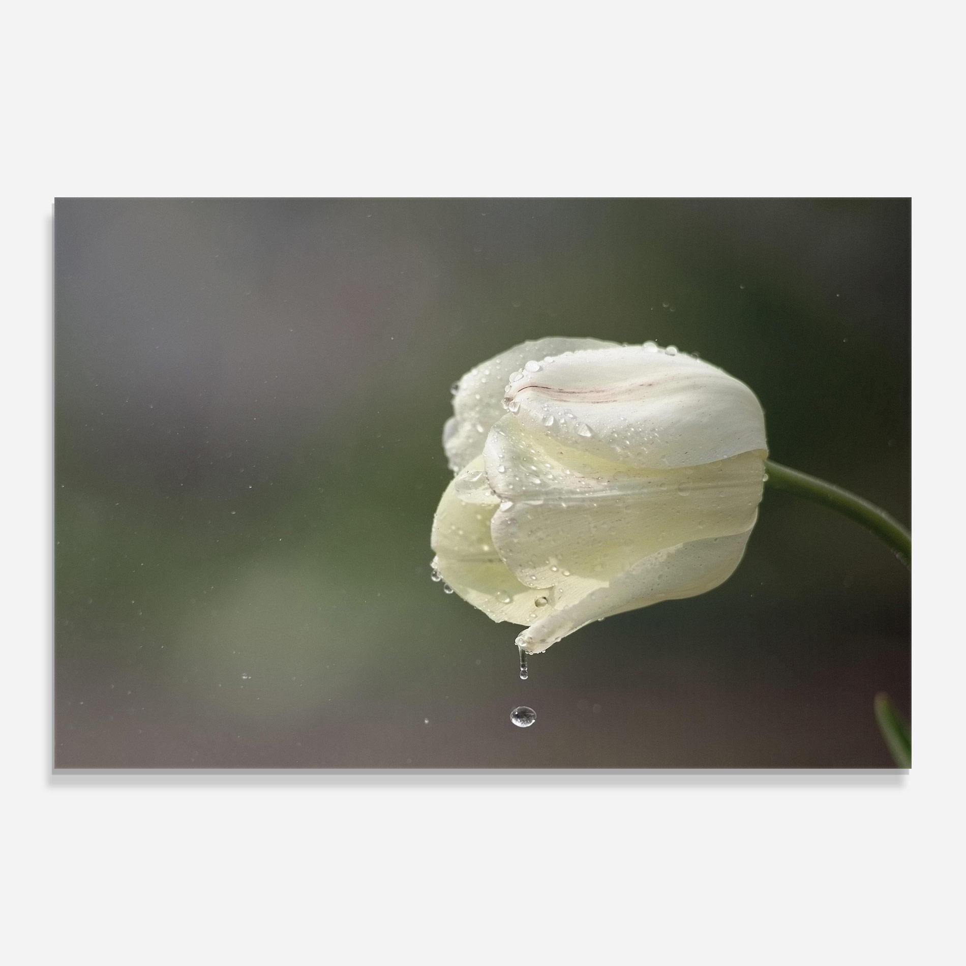 Glasbild White Single Tulip mockup 0