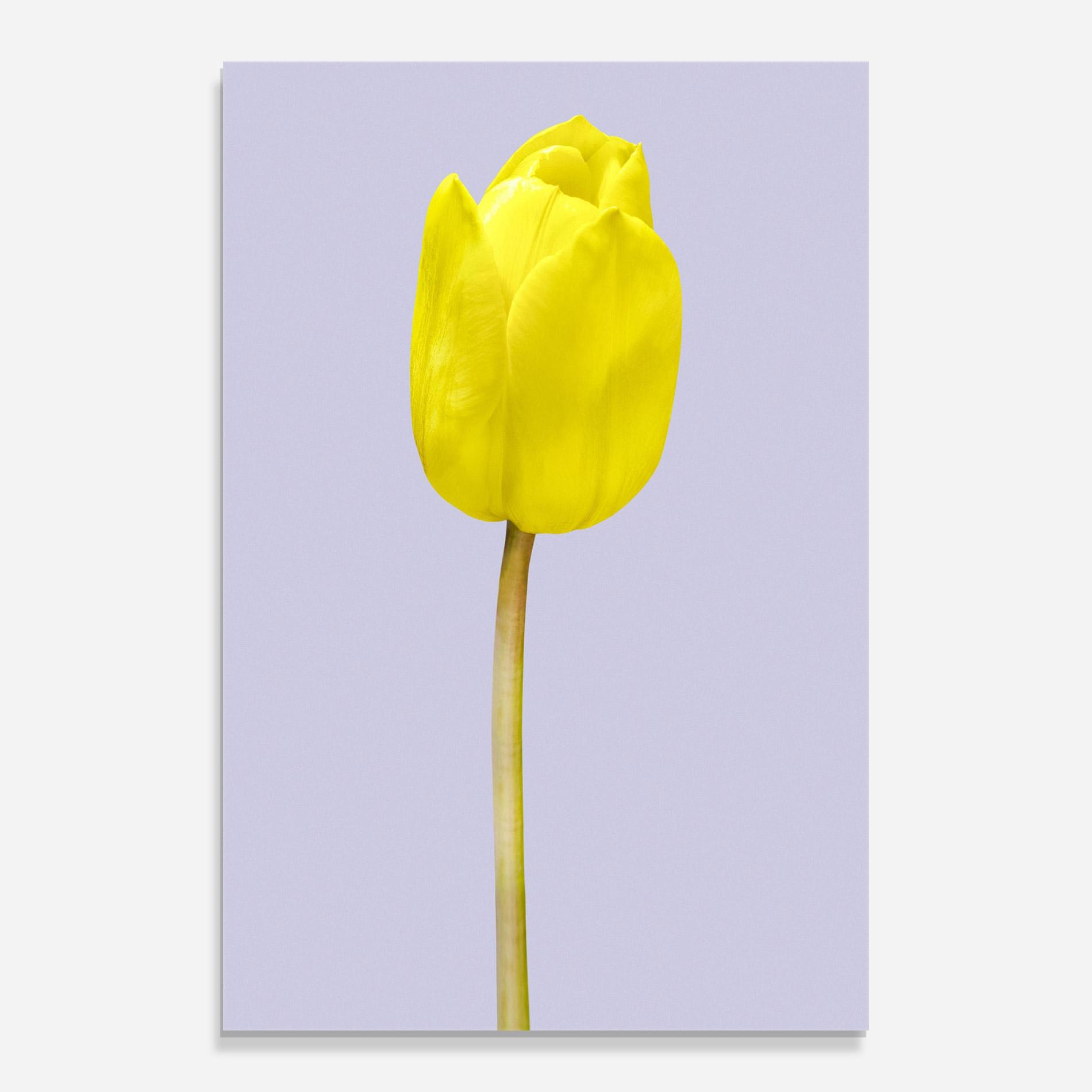 Glasbild One Yellow Tulip mockup 0