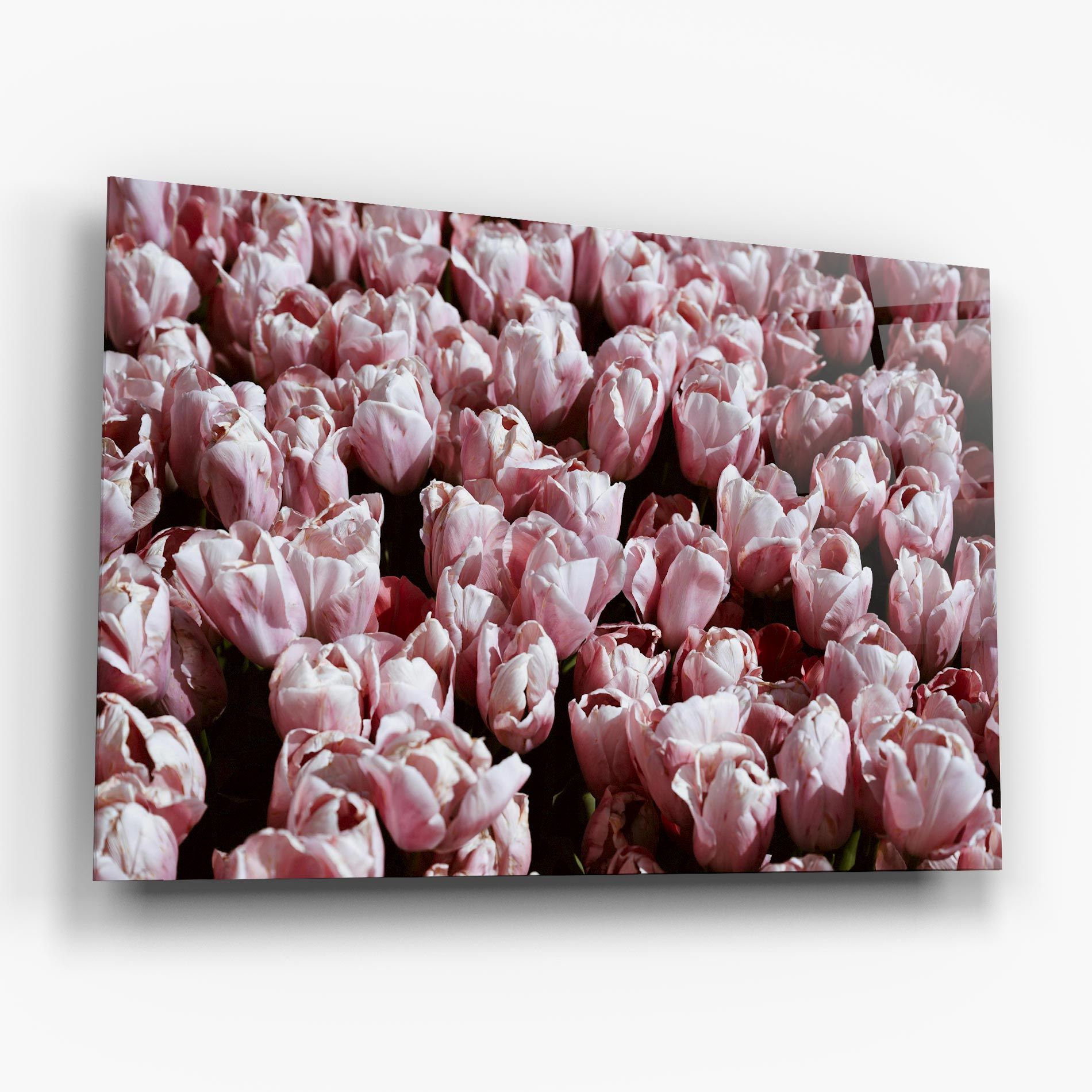 Pastel Pink Tulips Wall mockup 6