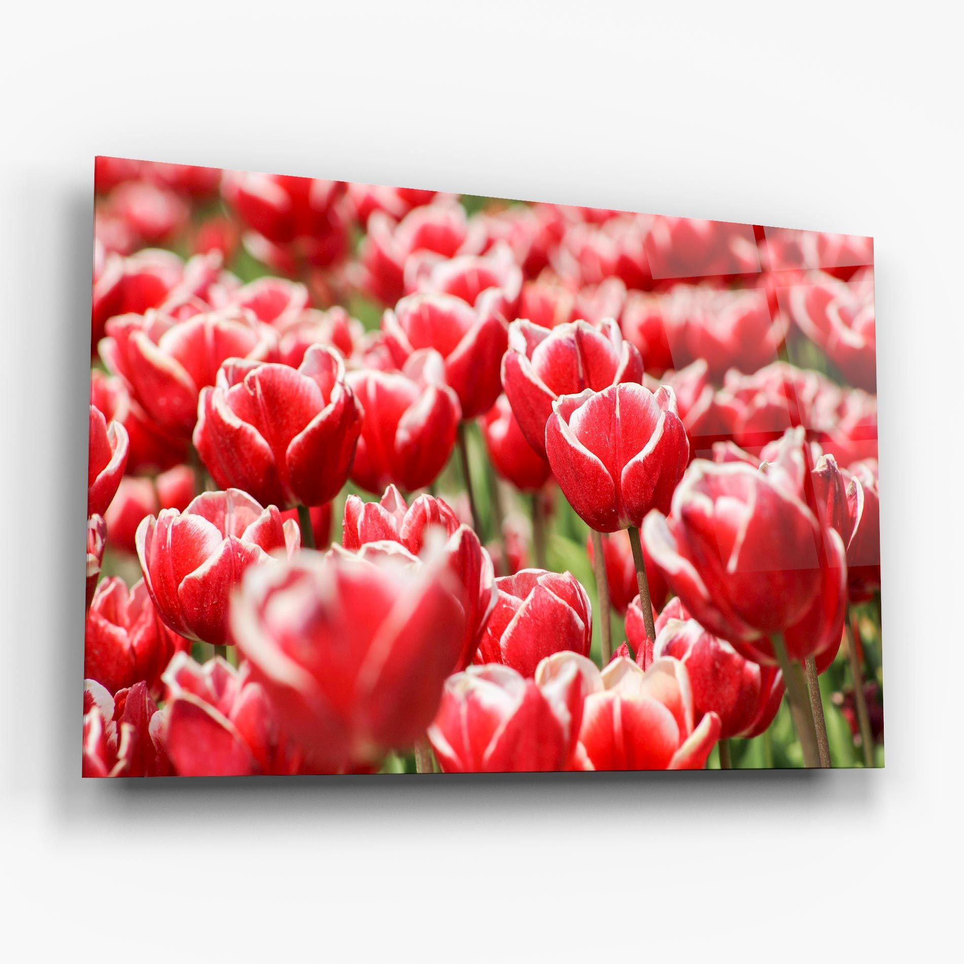 Red White Tulips mockup 6