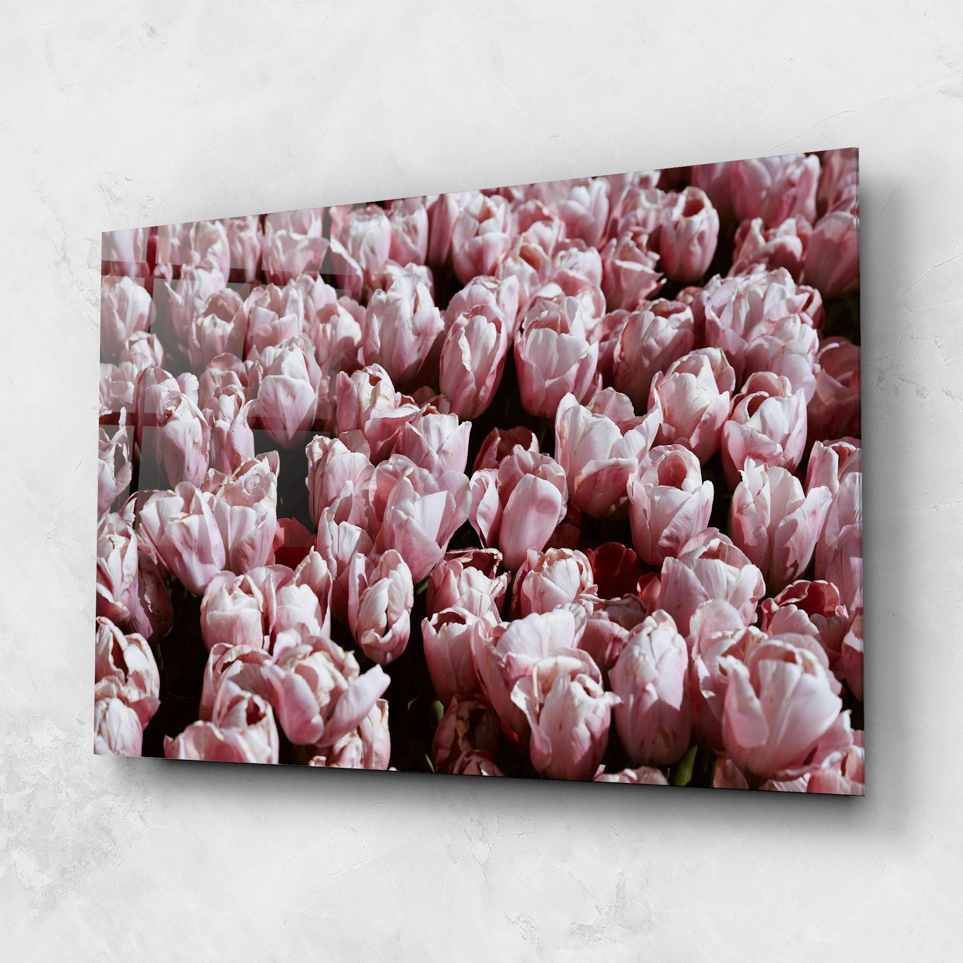Pastel Pink Tulips Wall mockup 1