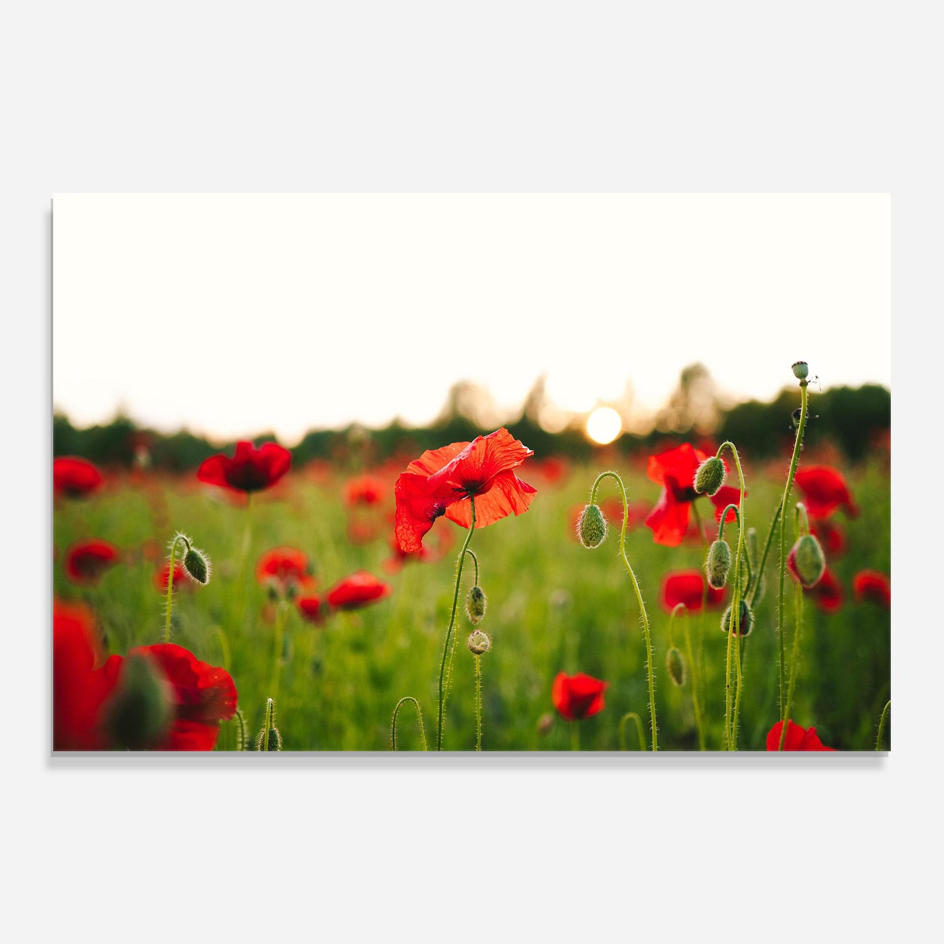 Glasbild Poppies Field mockup 0