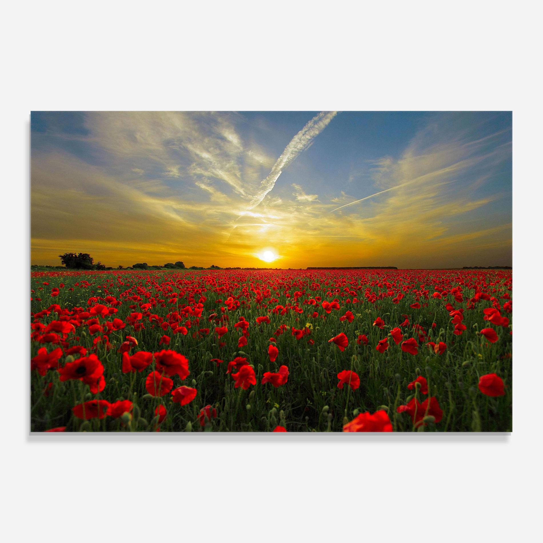 Glasbild Poppies Sunset mockup 0