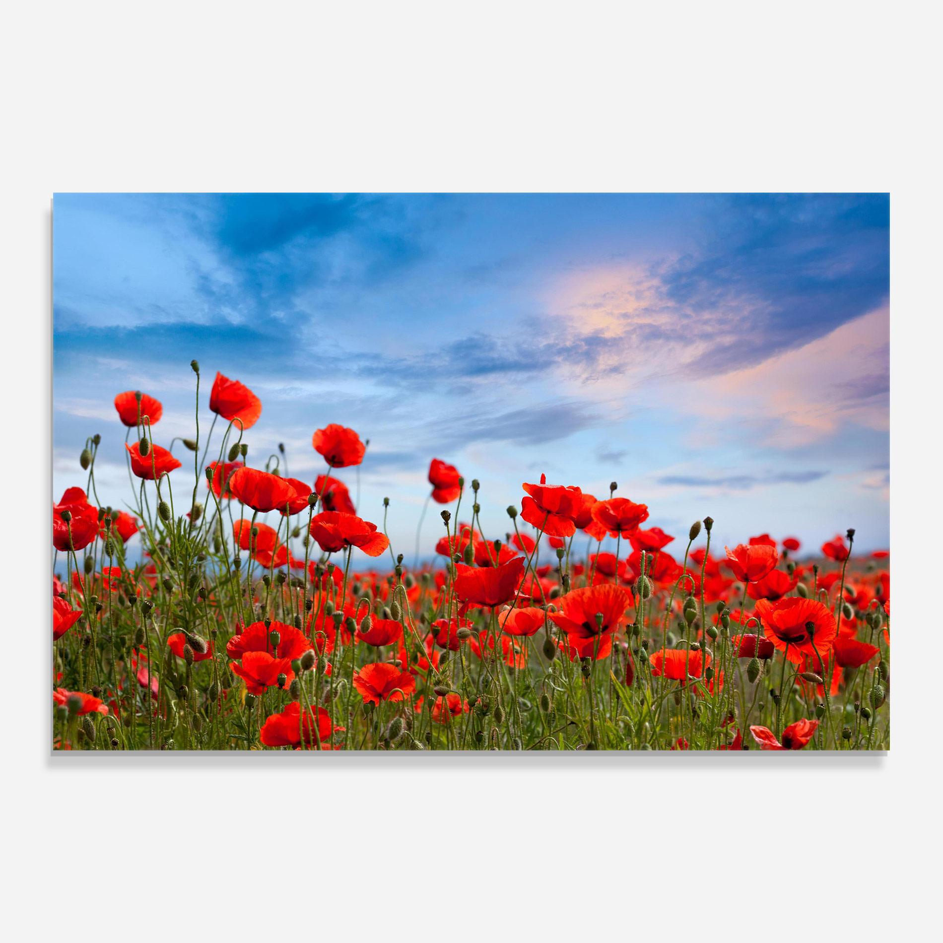 Glasbild Poppy Field mockup 0