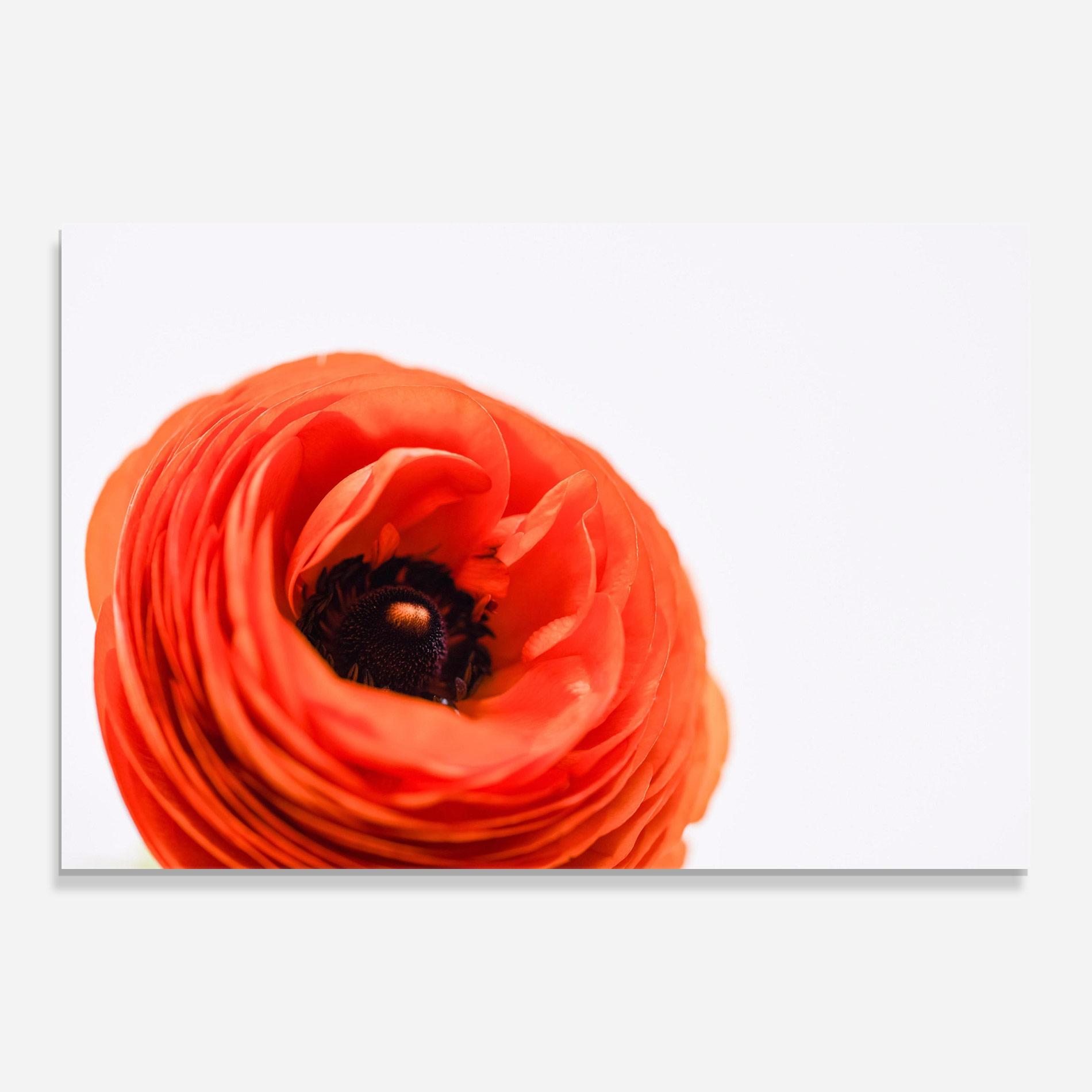 Glasbild Pretty Red Poppy mockup 0
