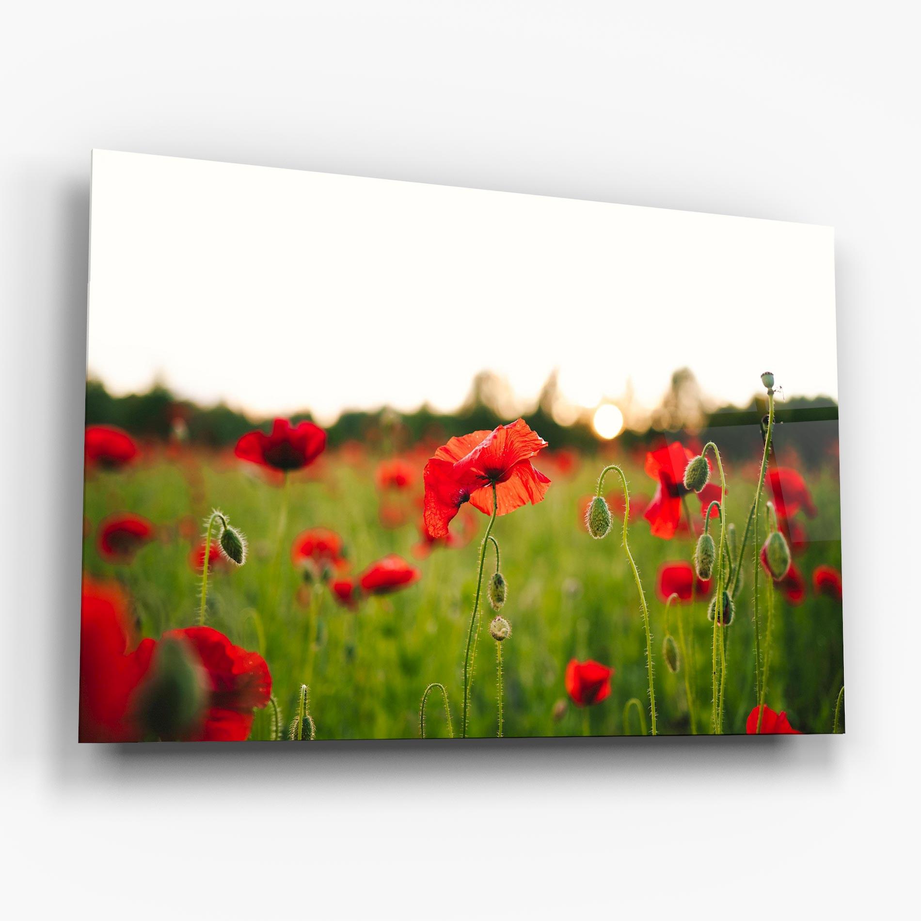 Glasbild Poppies Field mockup 6