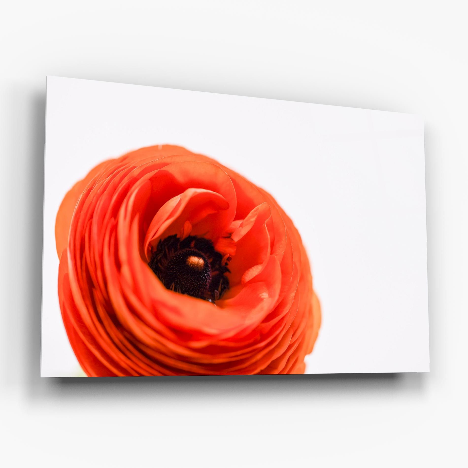 Pretty Red Poppy mockup 6