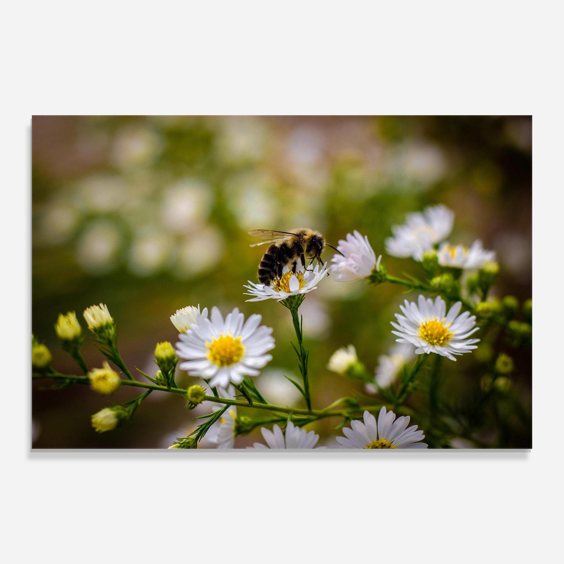 Glasbild Bee On Small Flower mockup 0