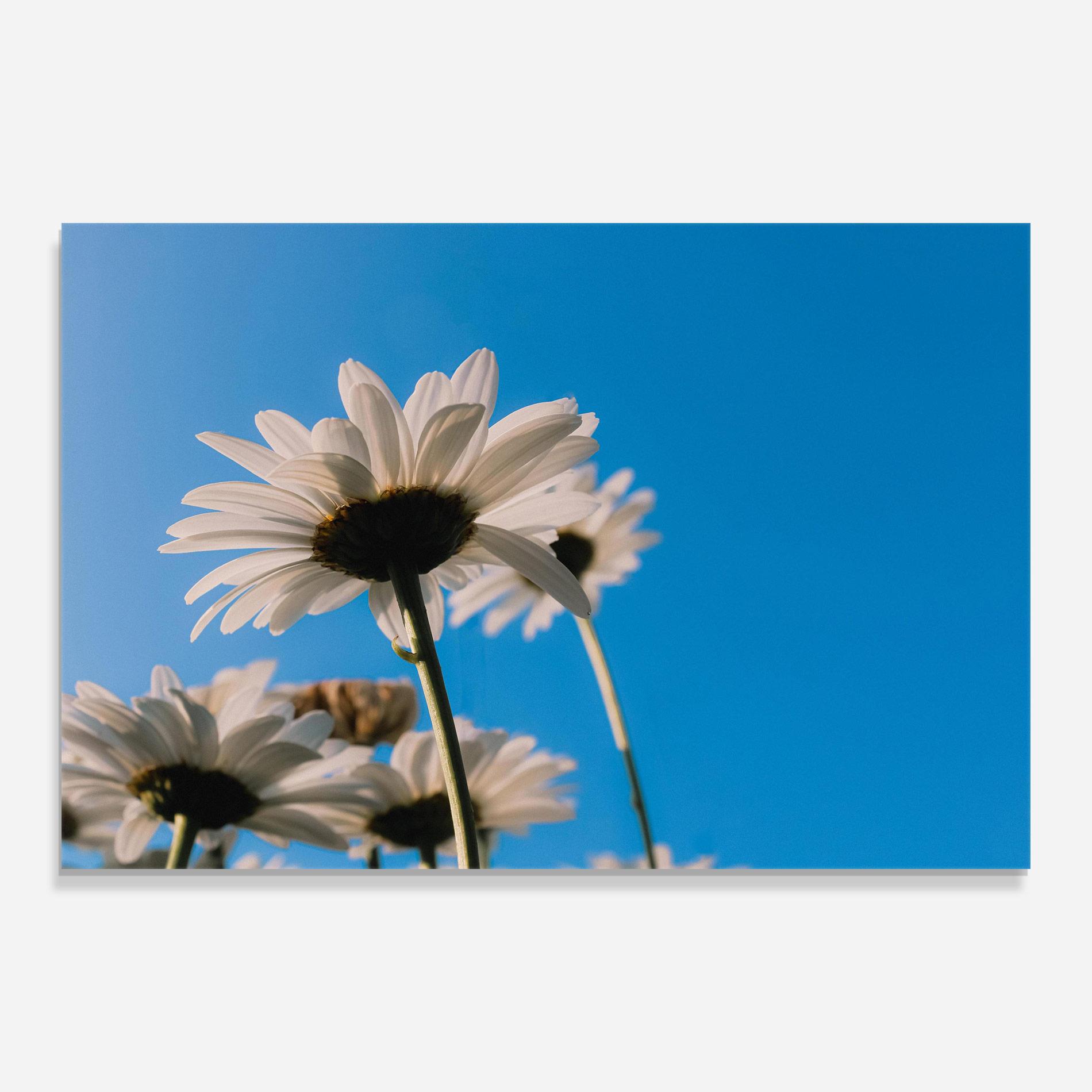 Glasbild Blue Sky Daisy mockup 0