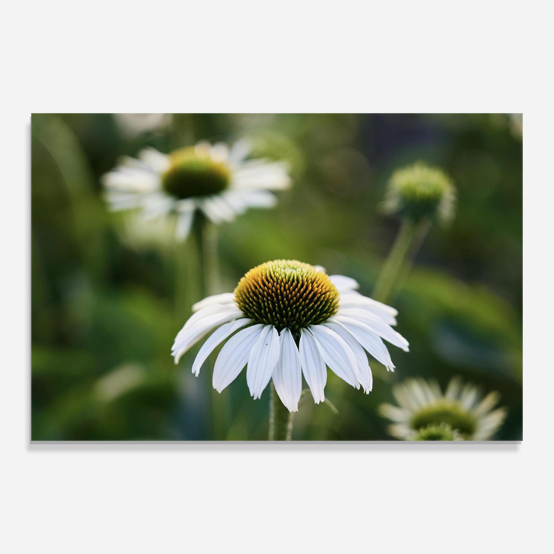 Glasbild Small Green Daisy mockup 0