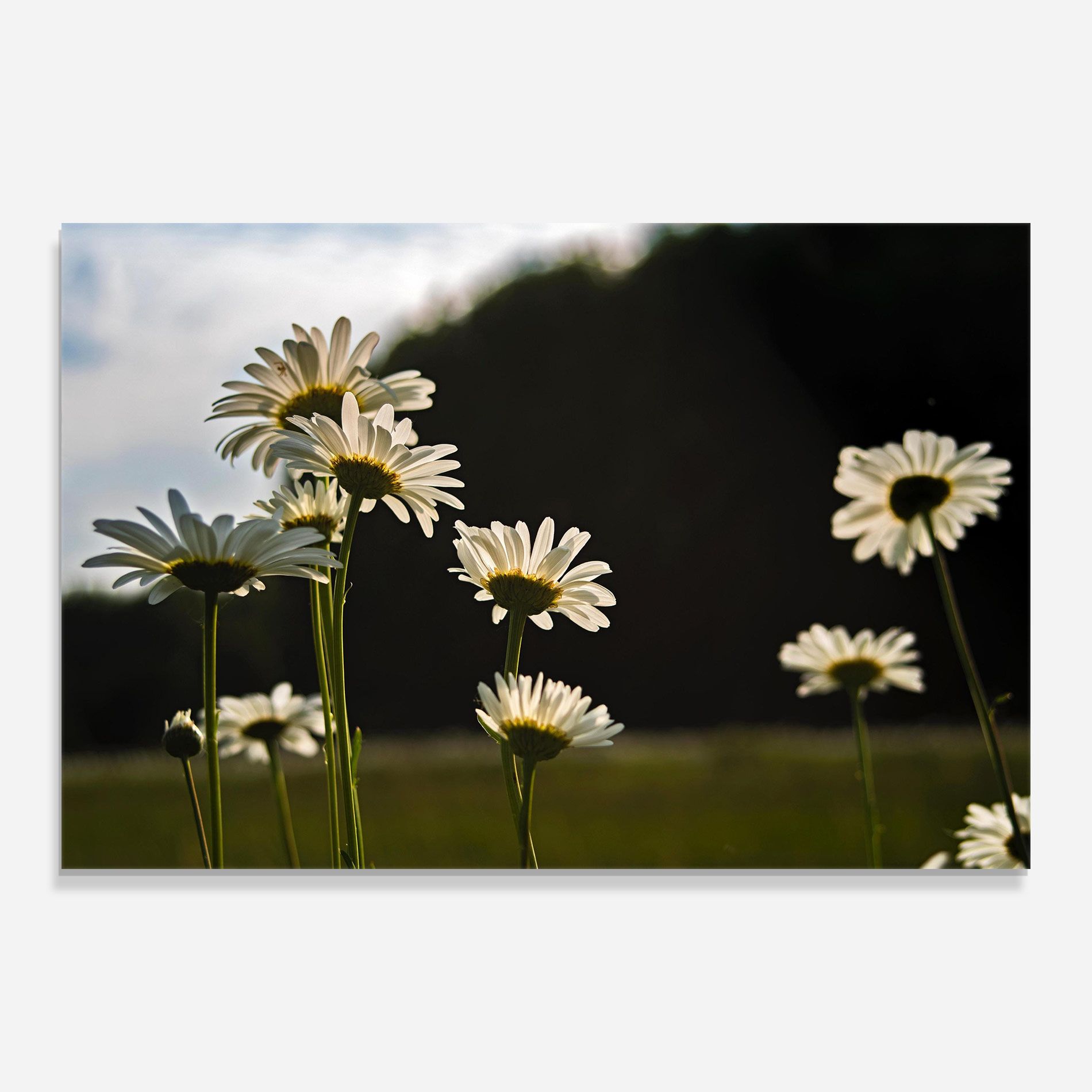 Wild Daisy mockup 0