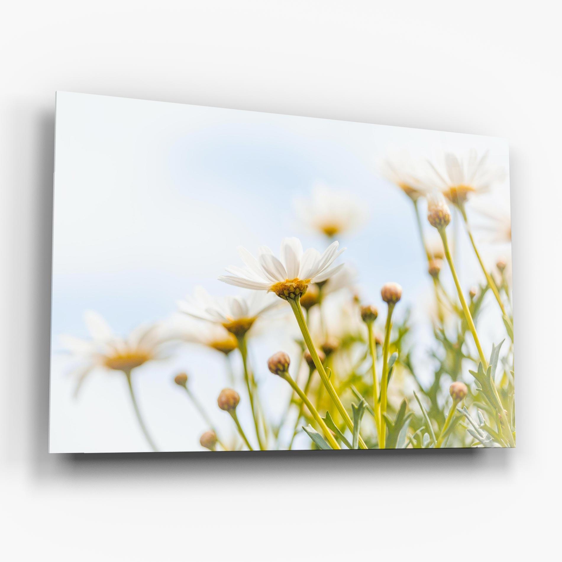 Glasbild Dreamy Daisy mockup 6