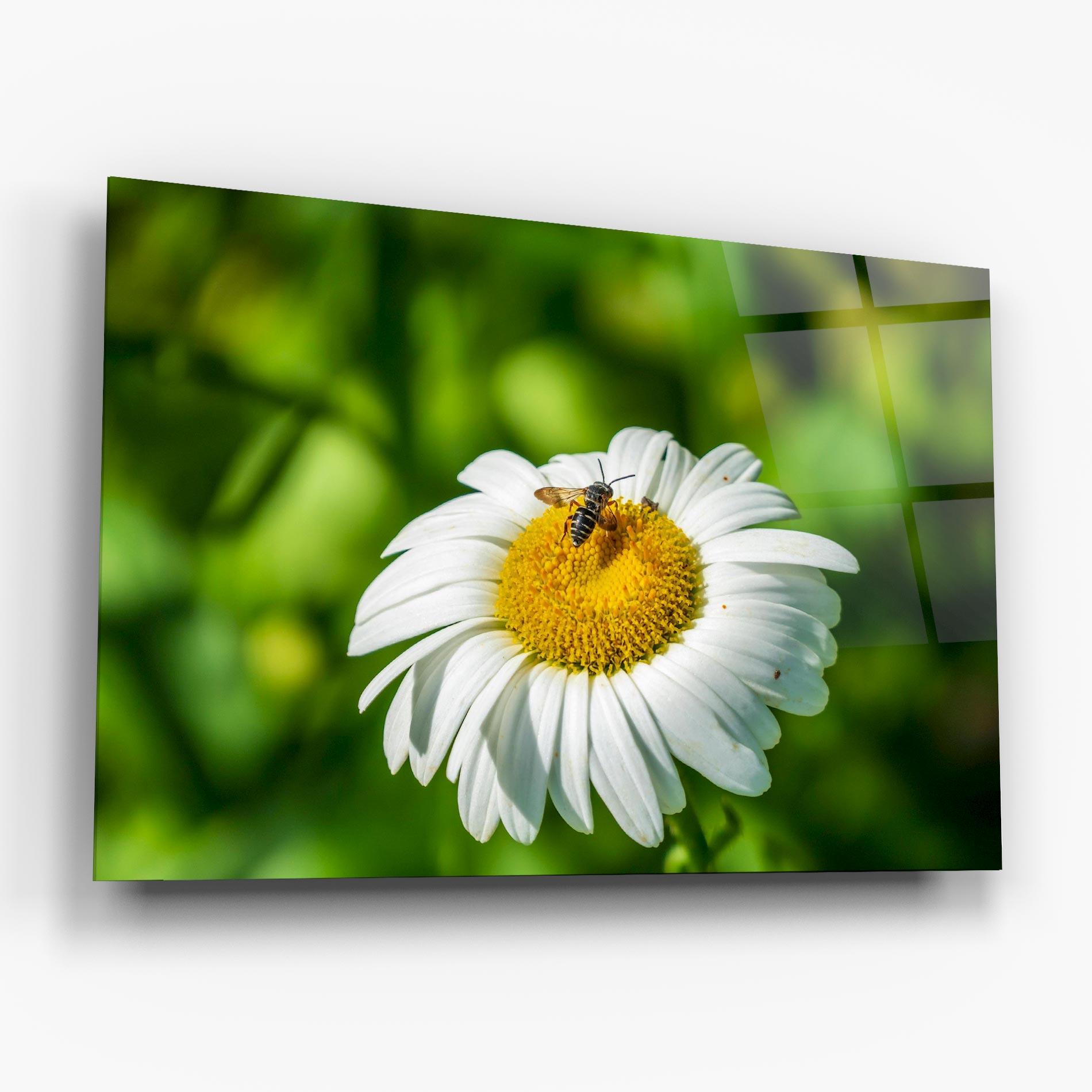 Glasbild Flying On The Daisy mockup 6