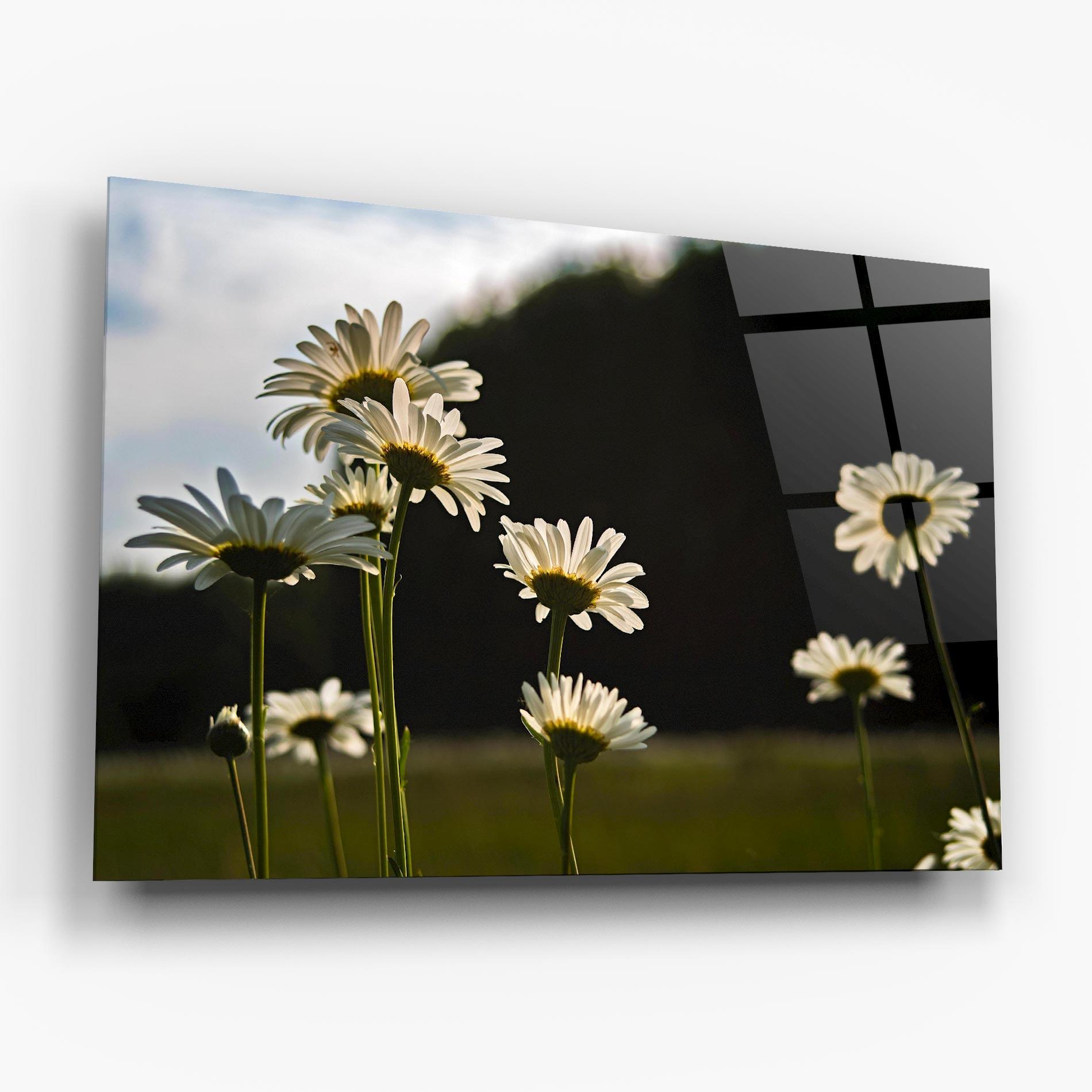 Glasbild Wild Daisy mockup 6