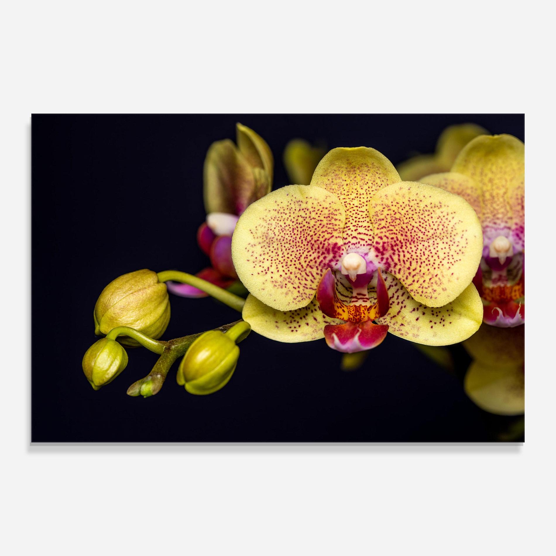 Glasbild Baby Orchid mockup 0