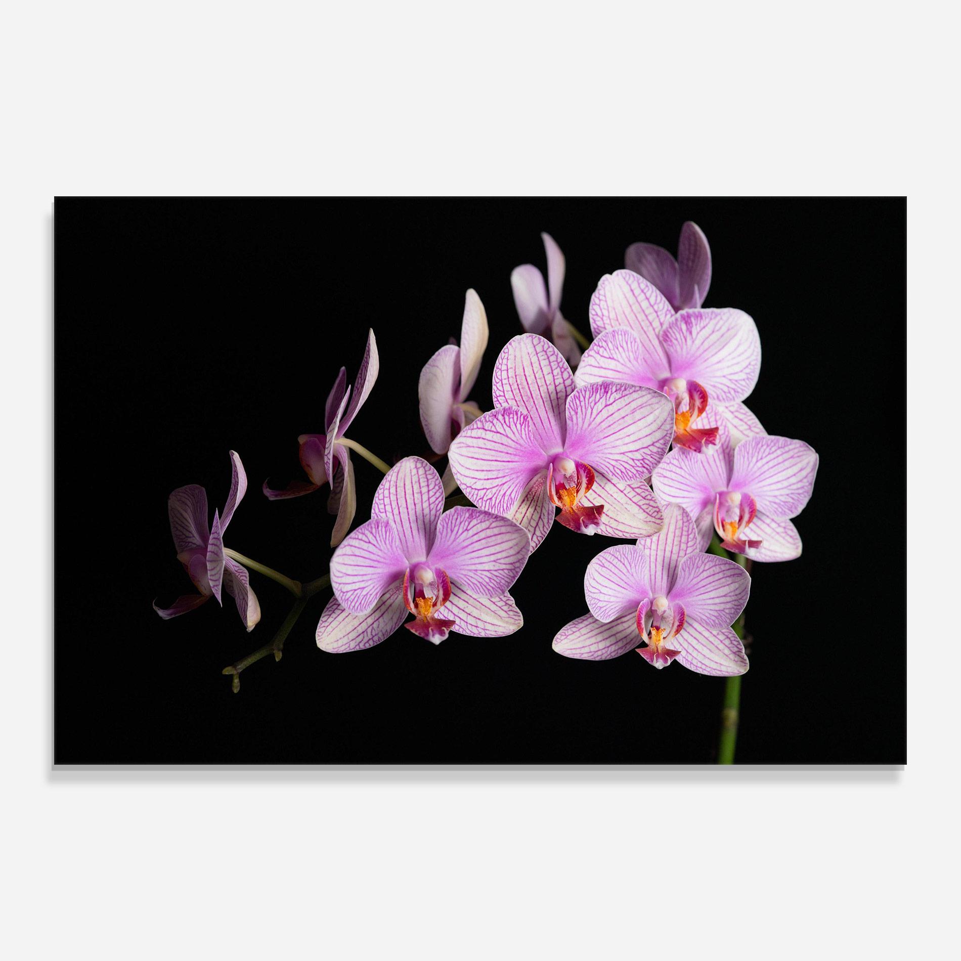 Glasbild Beautiful Orchids On Black mockup 0