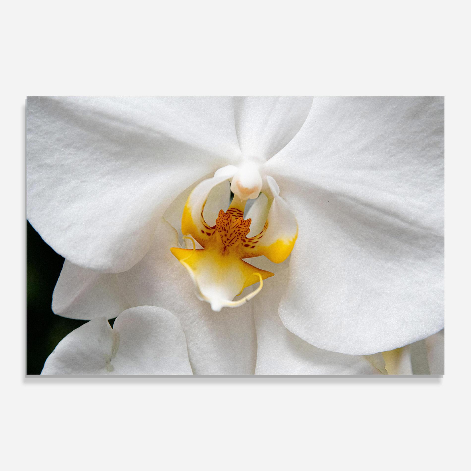 Glasbild Big Orchid Close Up mockup 0