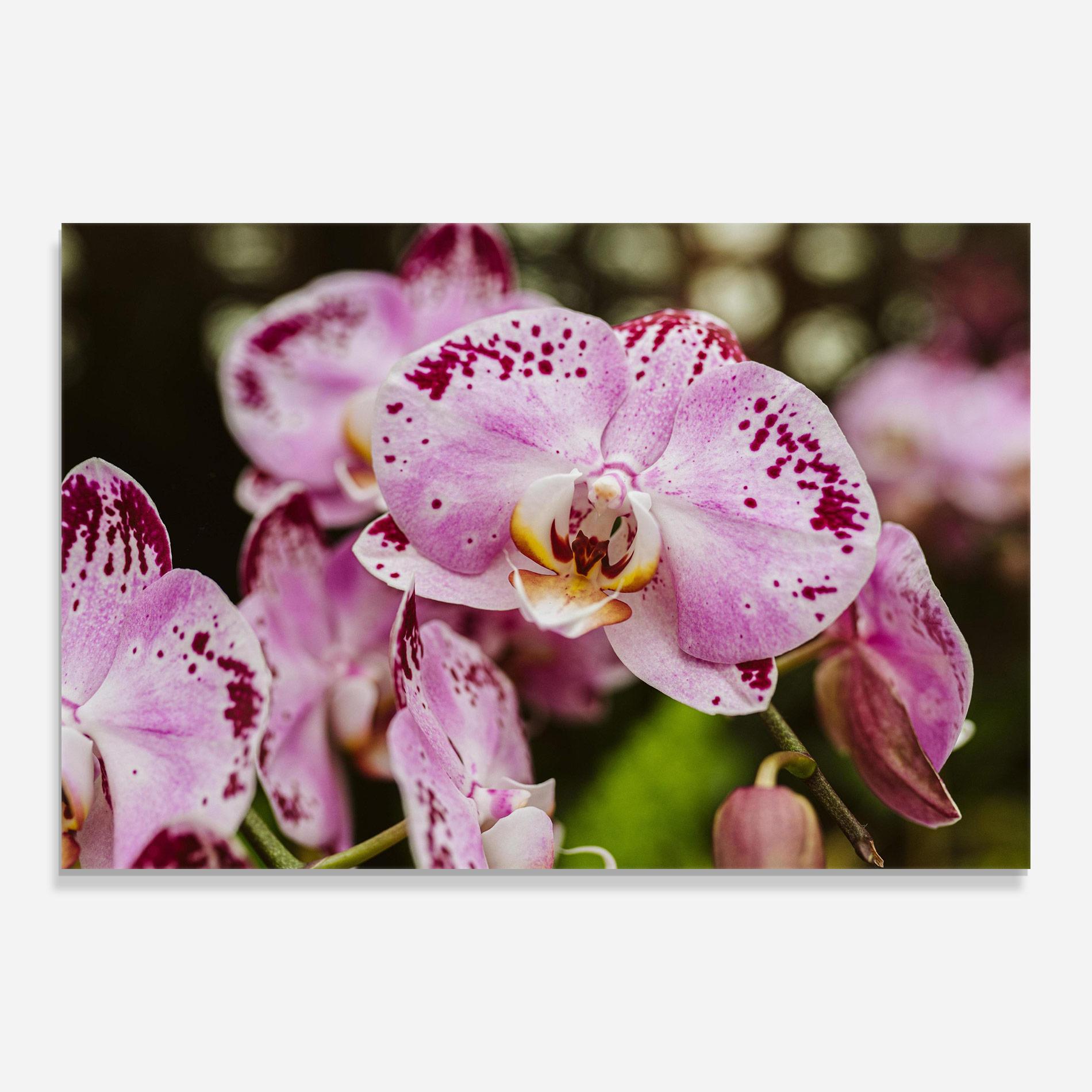 Glasbild Big Pink Orchid In Nature mockup 0