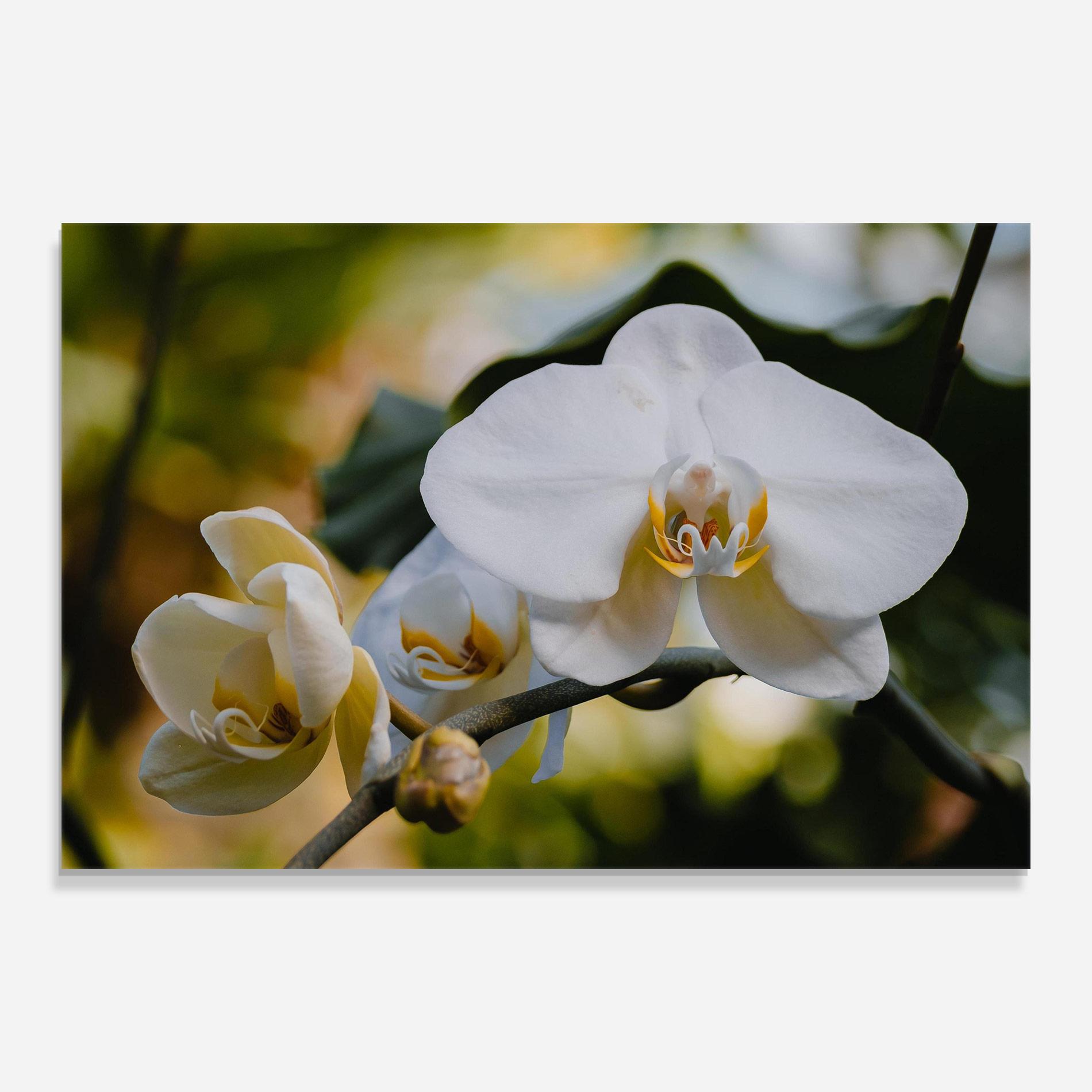 Glasbild Cream Orchid In Nature mockup 0