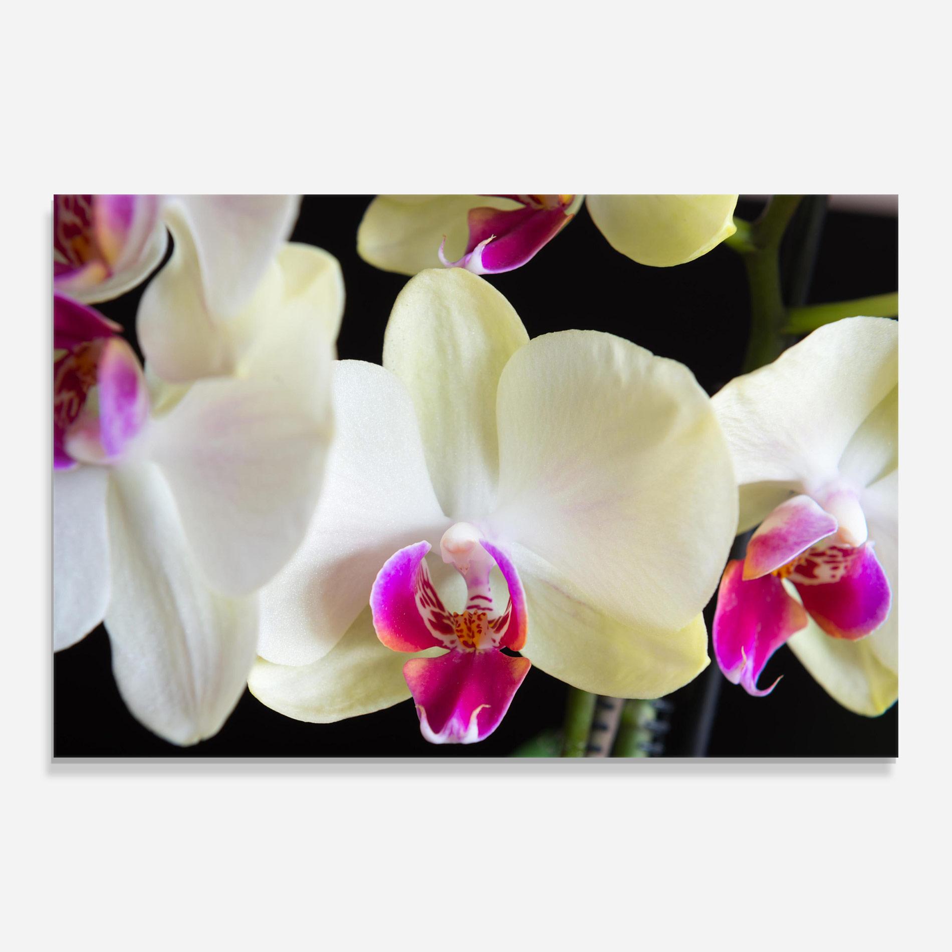 Glasbild Cream Purple Orchids mockup 0