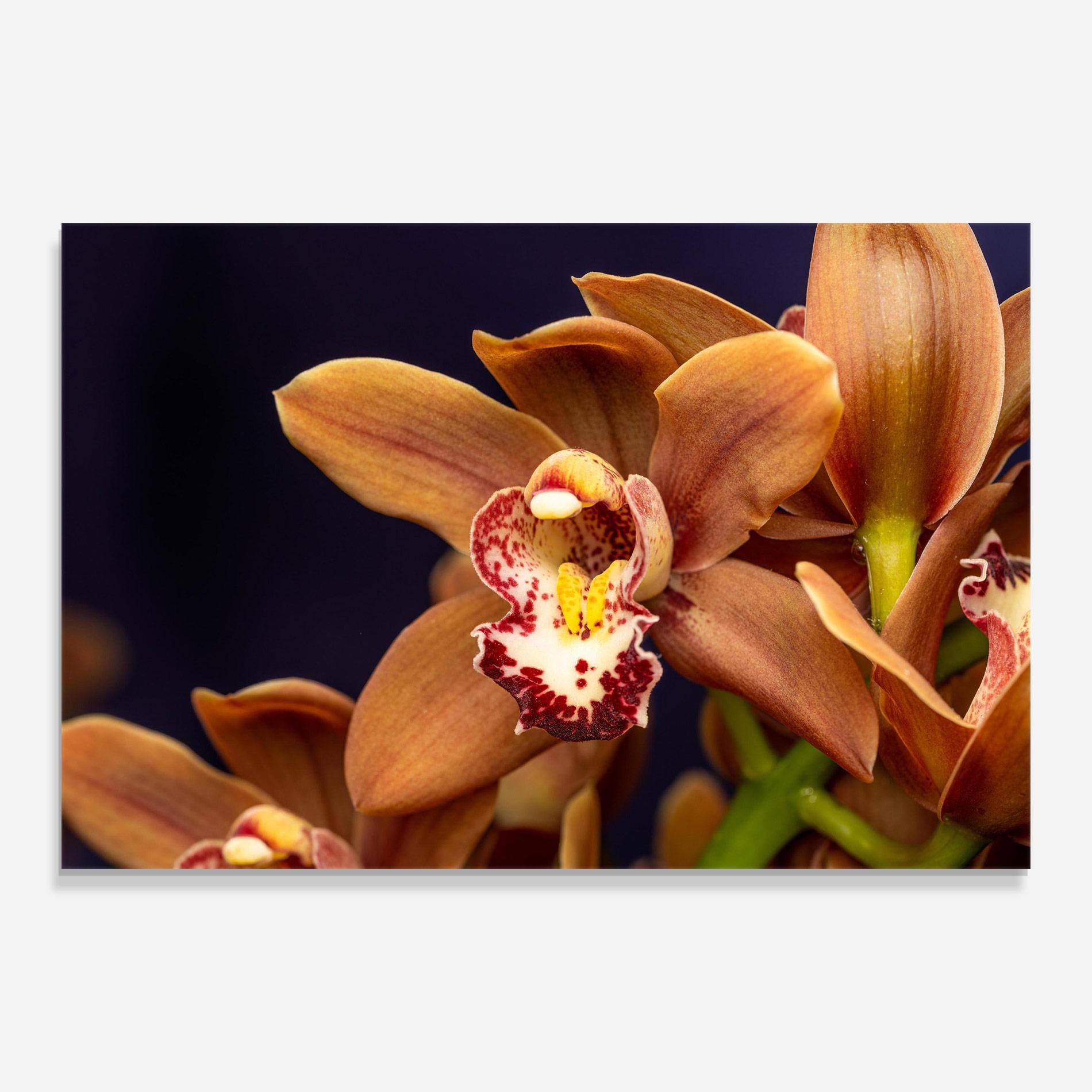 Glasbild Dirty Orange Orchid mockup 0