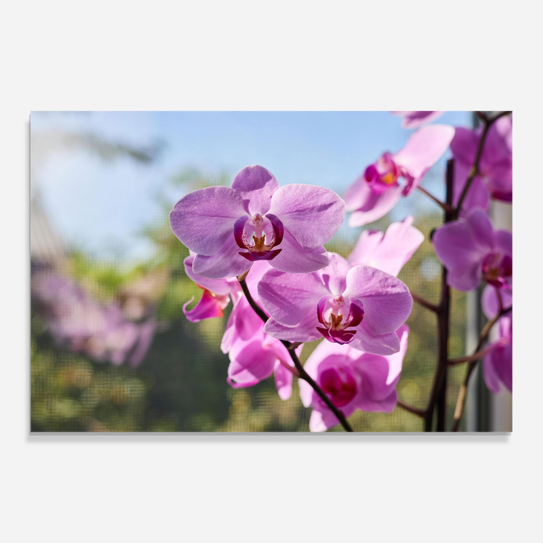 Orchids In The Garden mockup 0