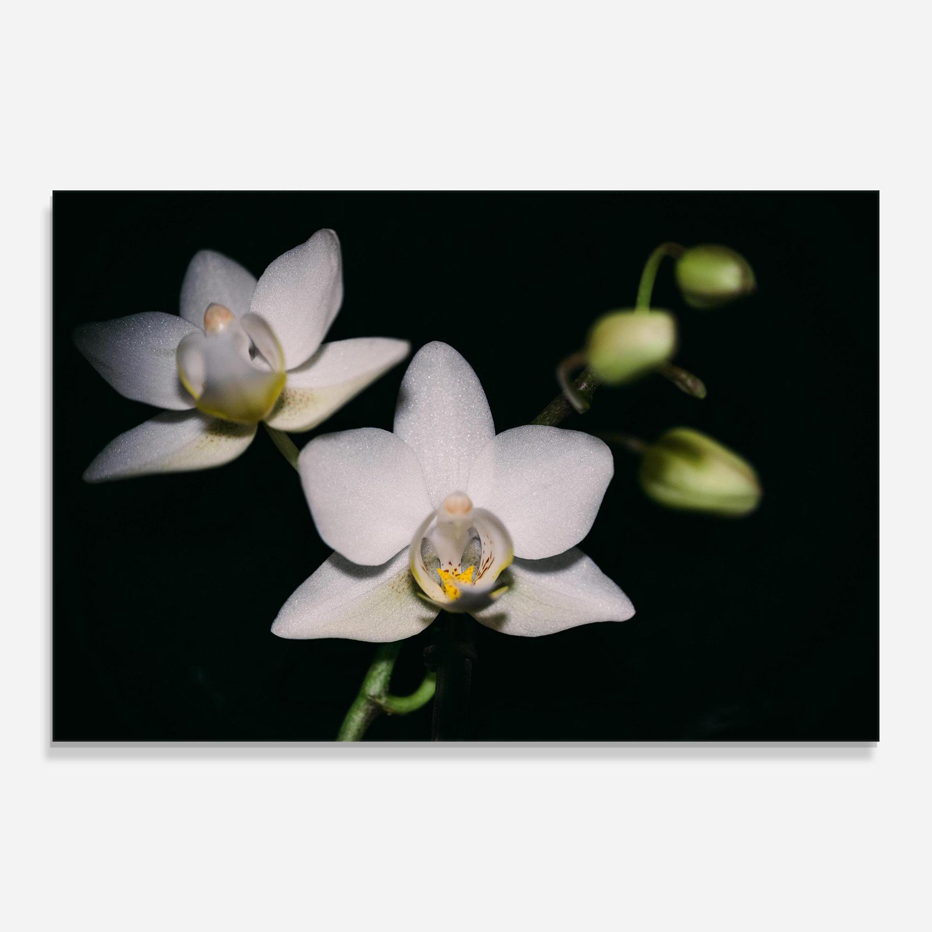 Glasbild Orchids On Black mockup 0
