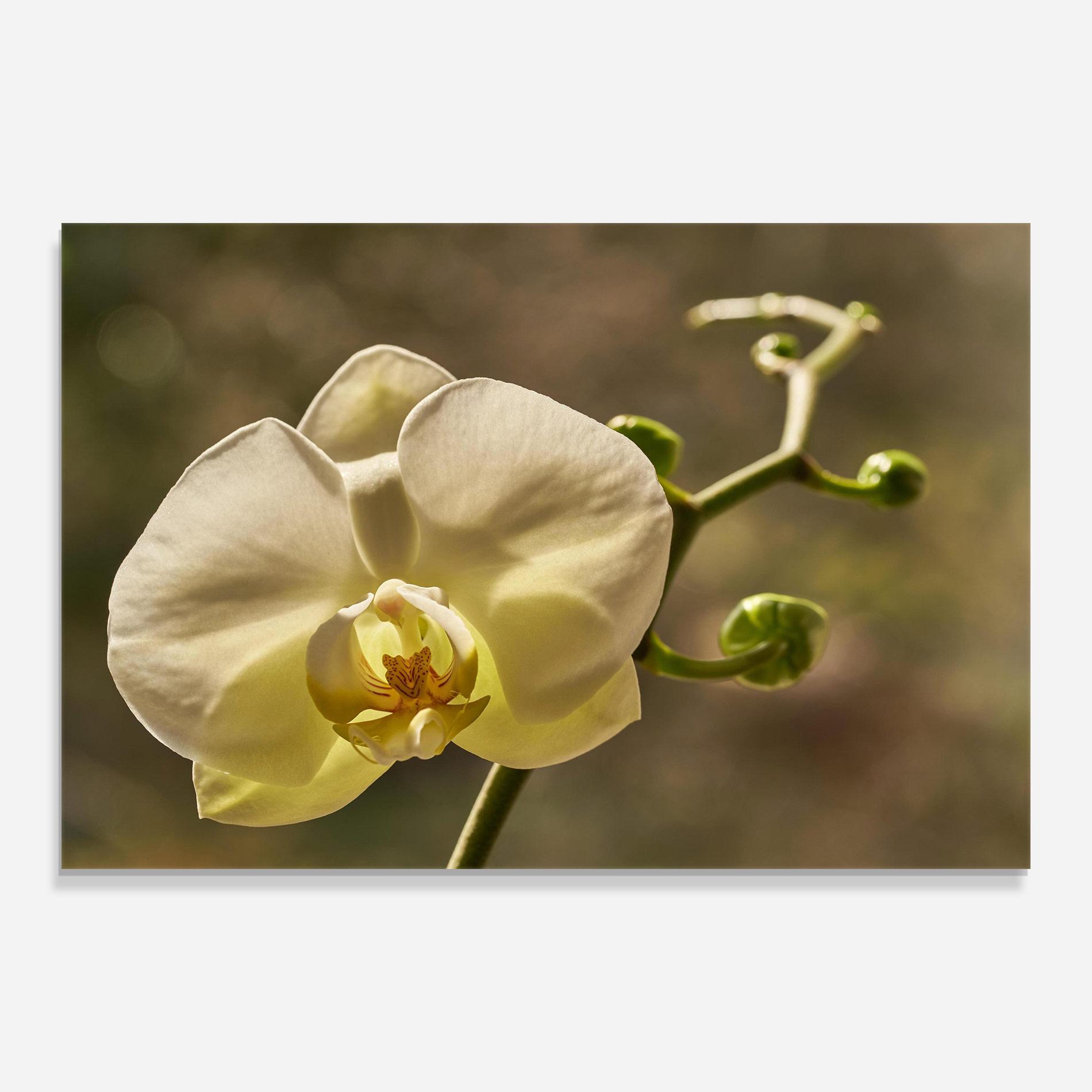 Glasbild Pastel Yellow Orchid In Garden mockup 0