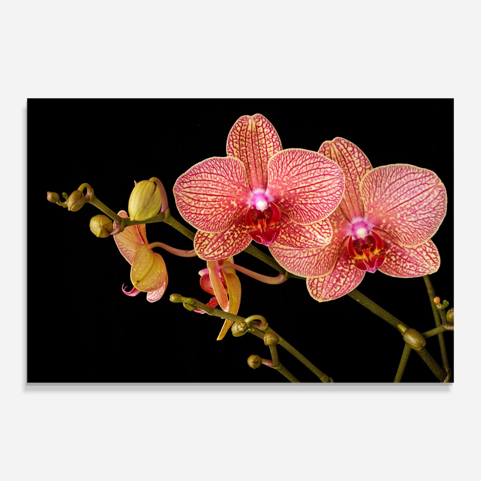 Glasbild Pink Orchids On Black mockup 0