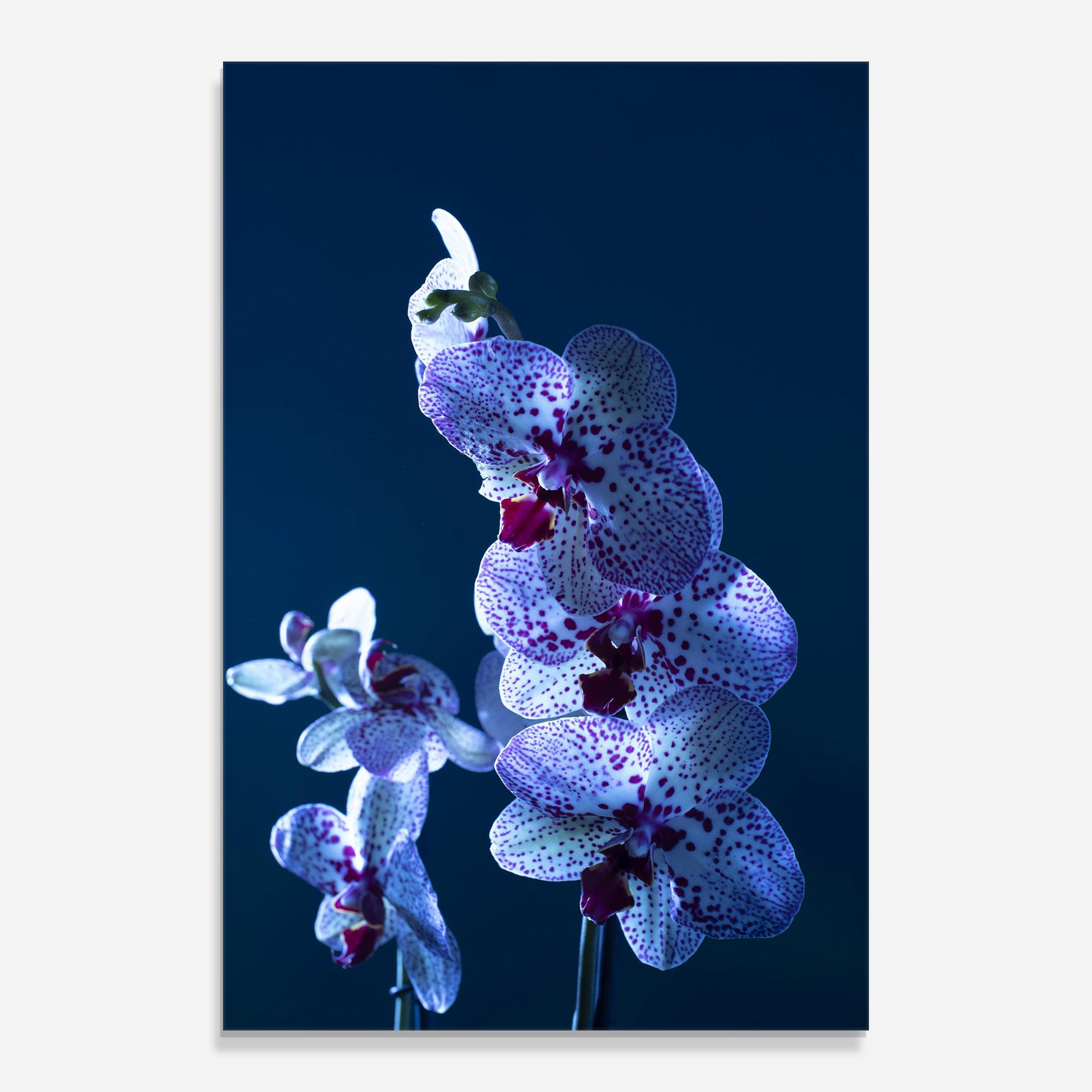 Blue Light Orchid mockup 0