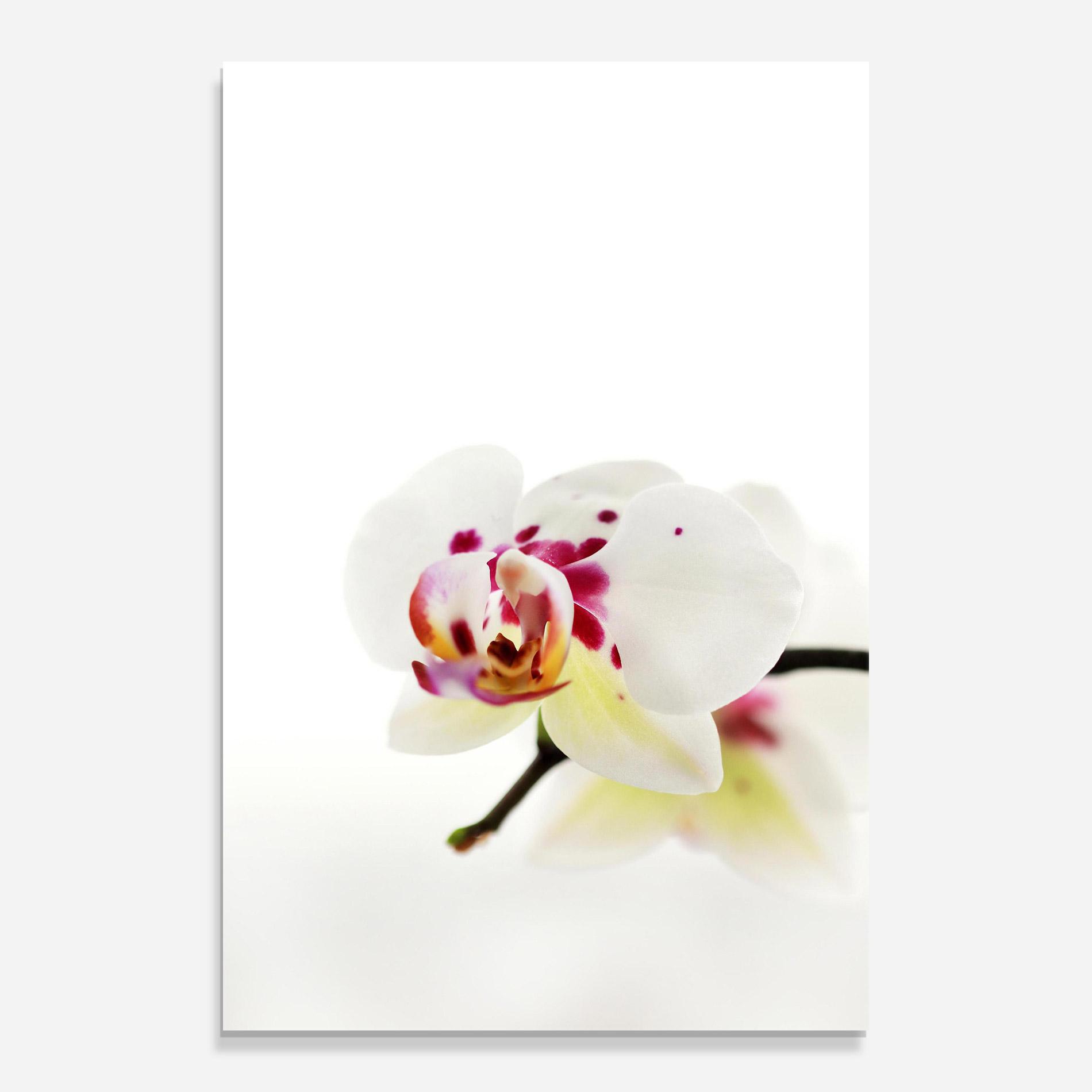 Glasbild Clean White Orchid mockup 0