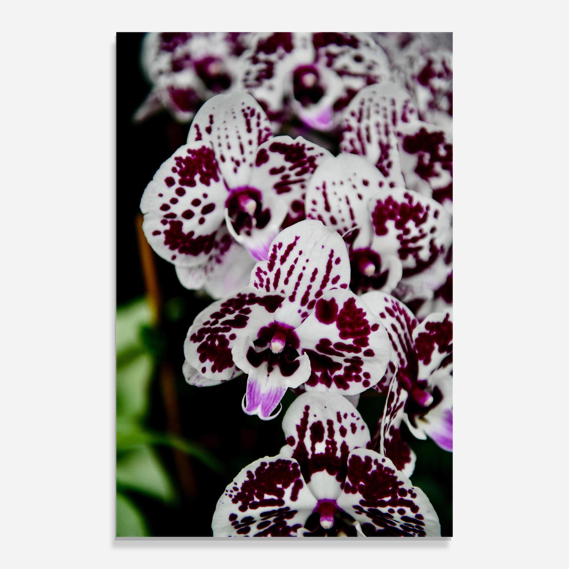 Glasbild Dark Purple Orchids mockup 0