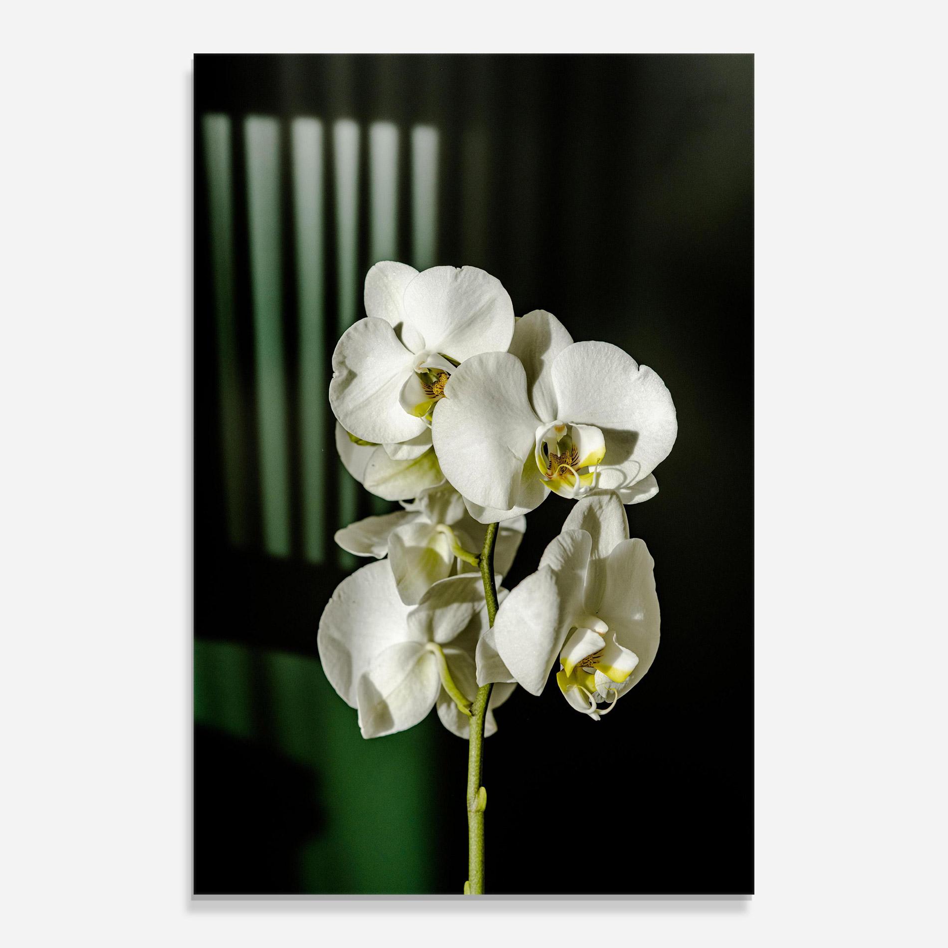 Glasbild Orchid On Green mockup 0