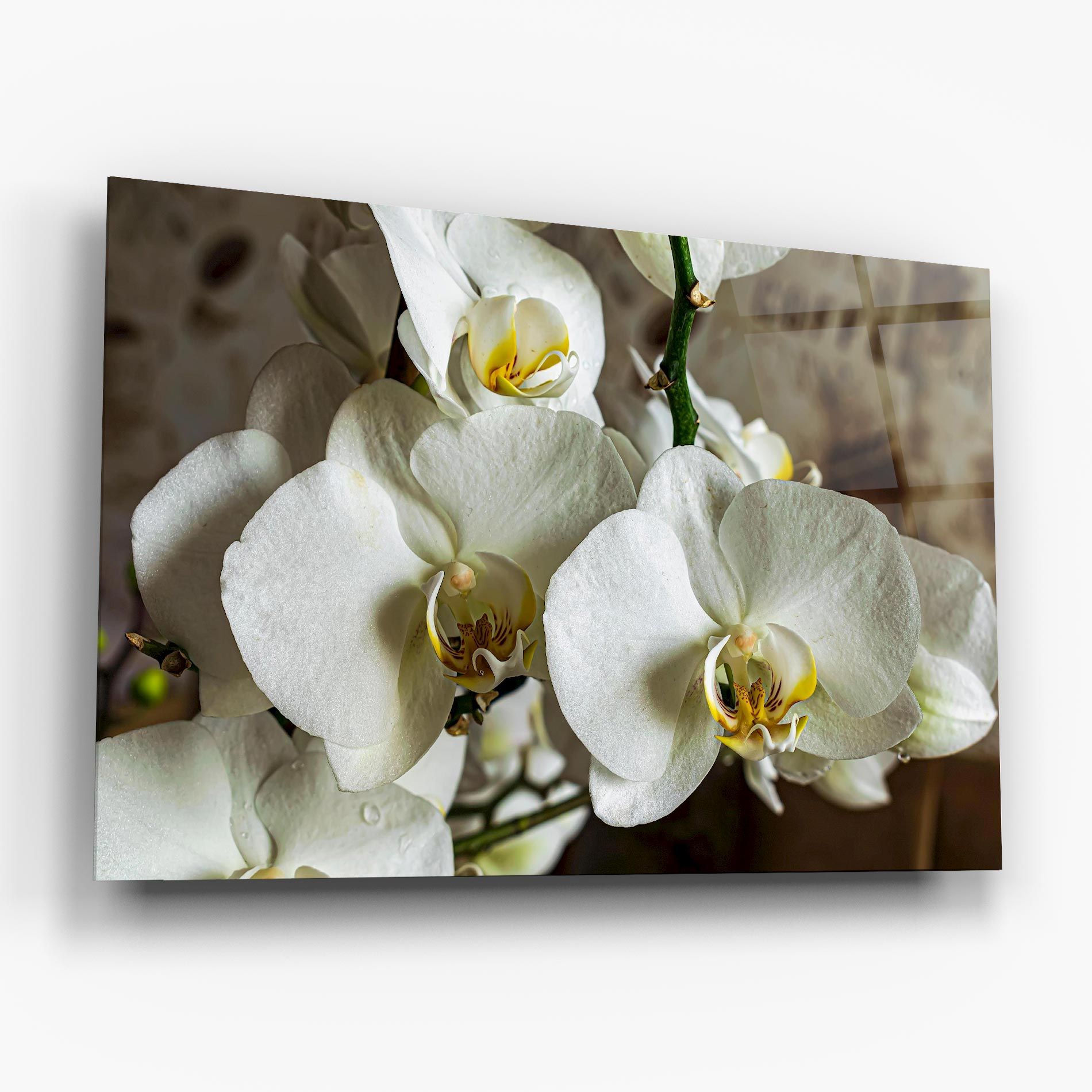 Beautiful White Orchids mockup 6