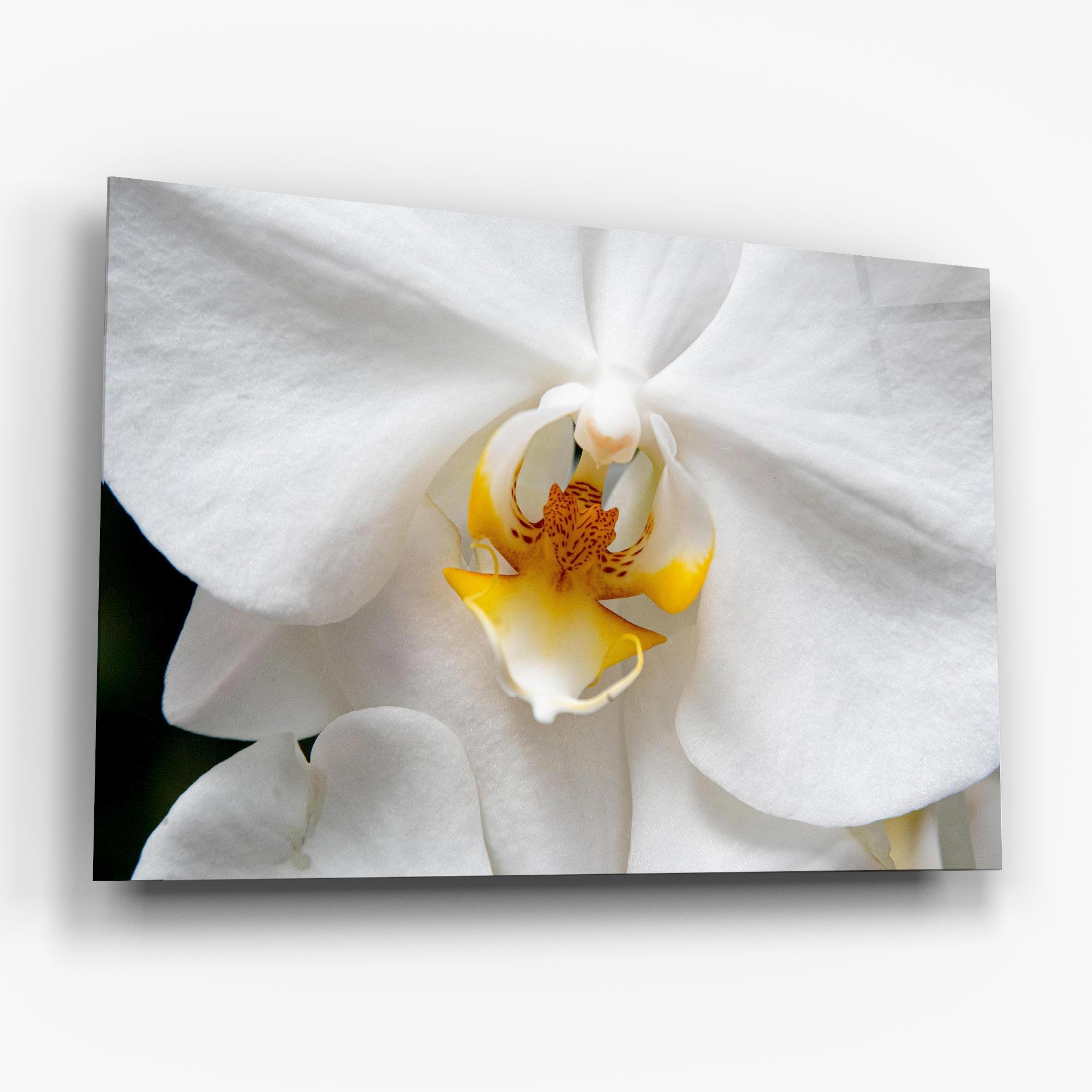 Glasbild Big Orchid Close Up mockup 6
