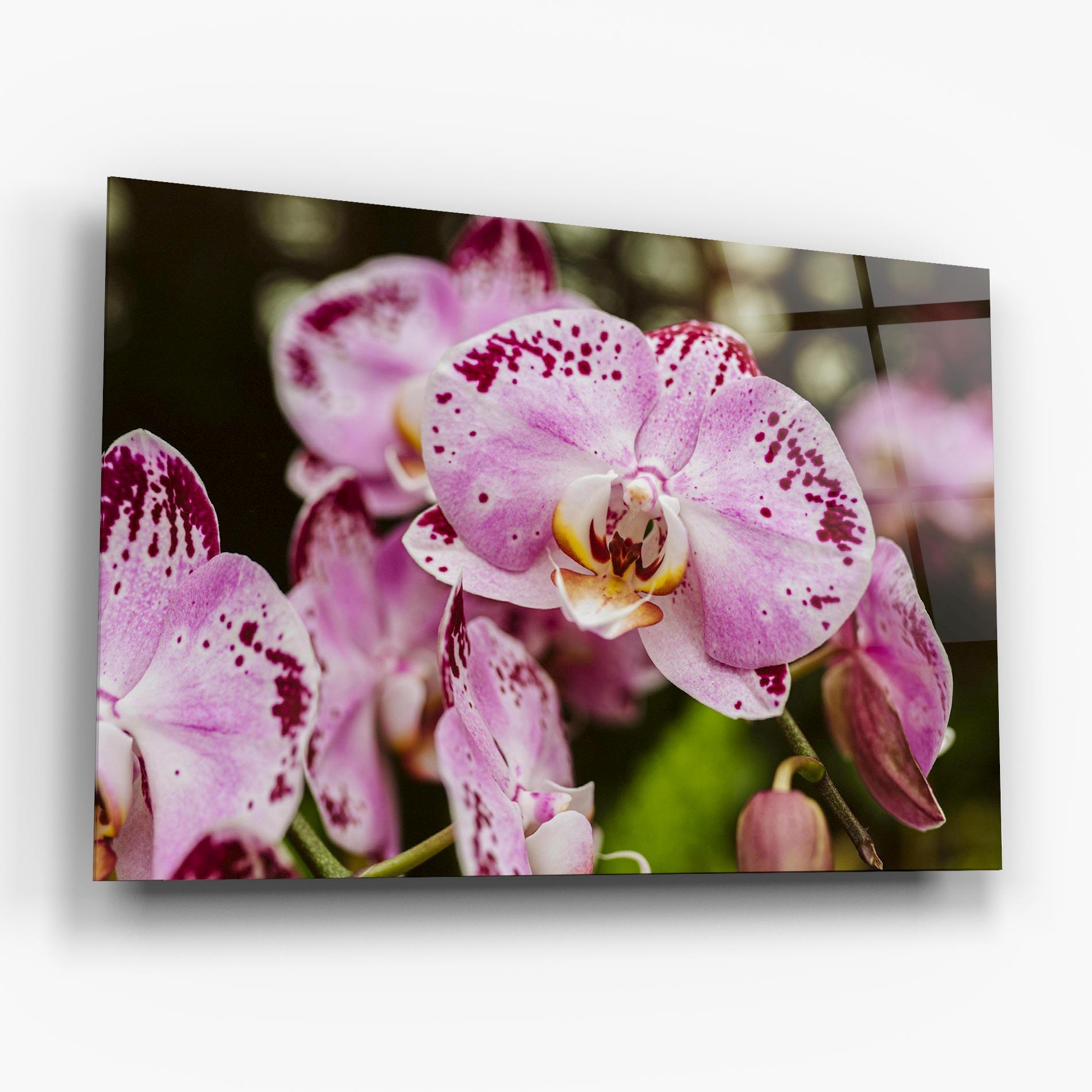 Glasbild Big Pink Orchid In Nature mockup 6