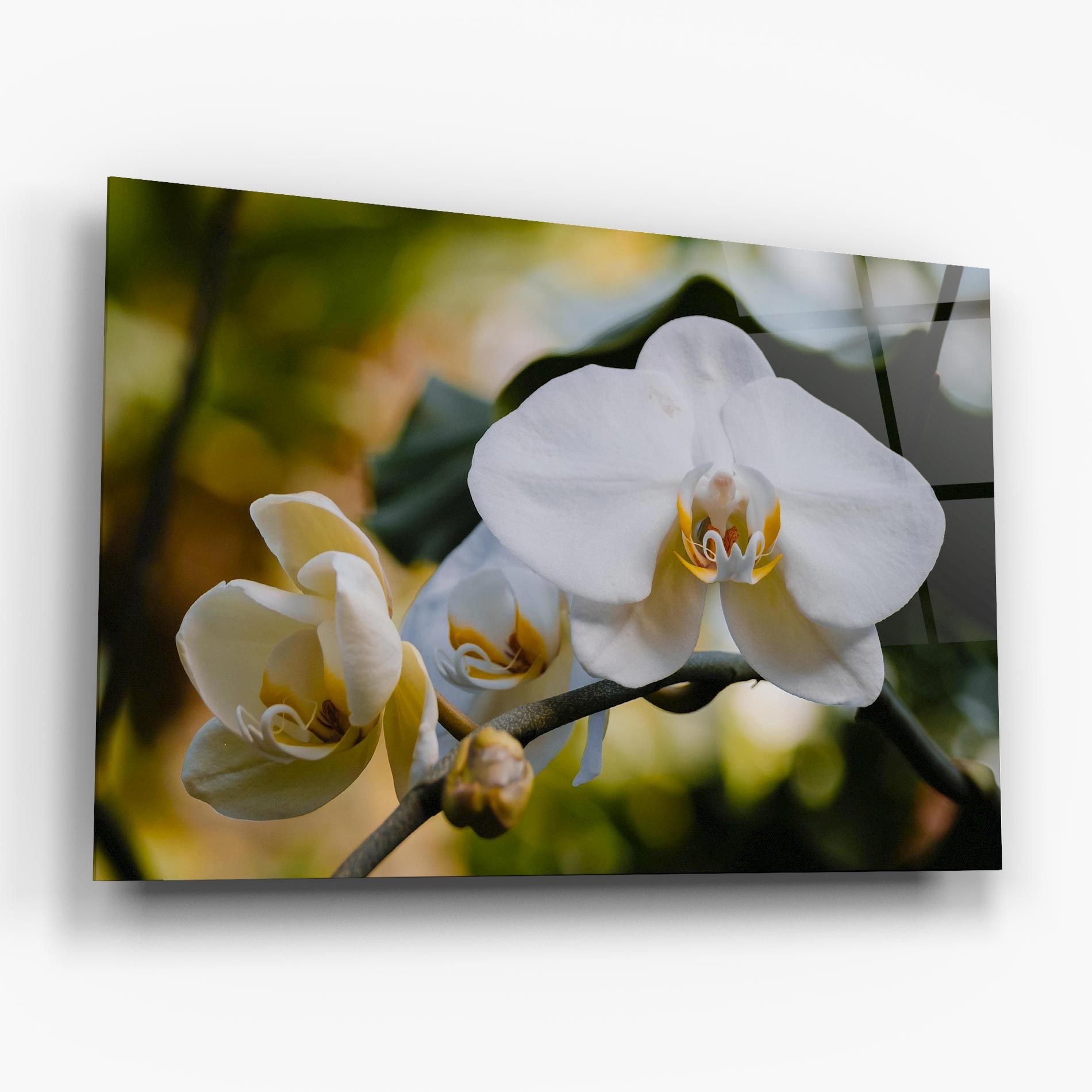 Cream Orchid In Nature mockup 6