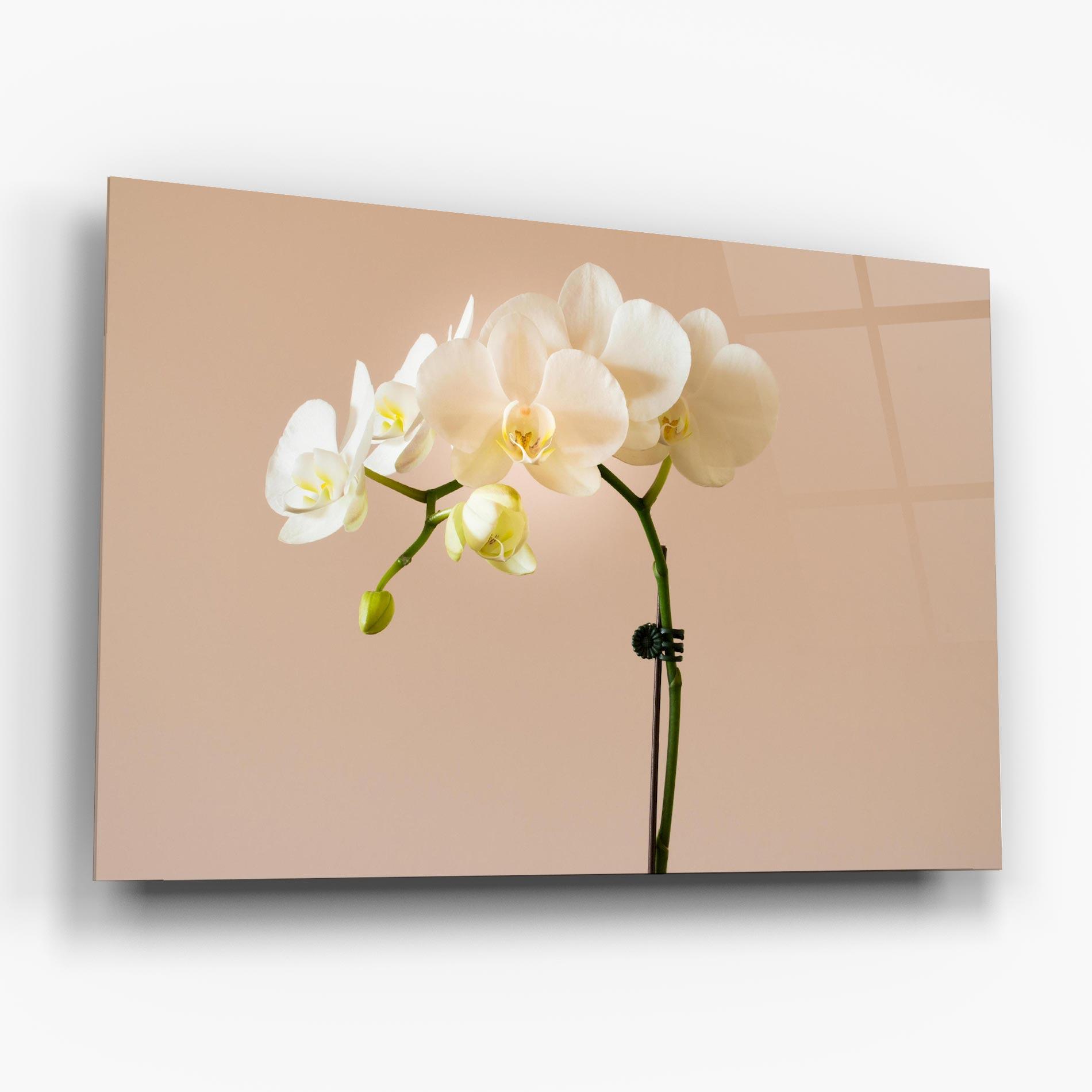 Glasbild Cream Orchid On Pink mockup 6